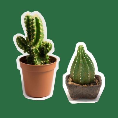 A succulent in a terracotta pot and a succulent in a short black pot on a green background.