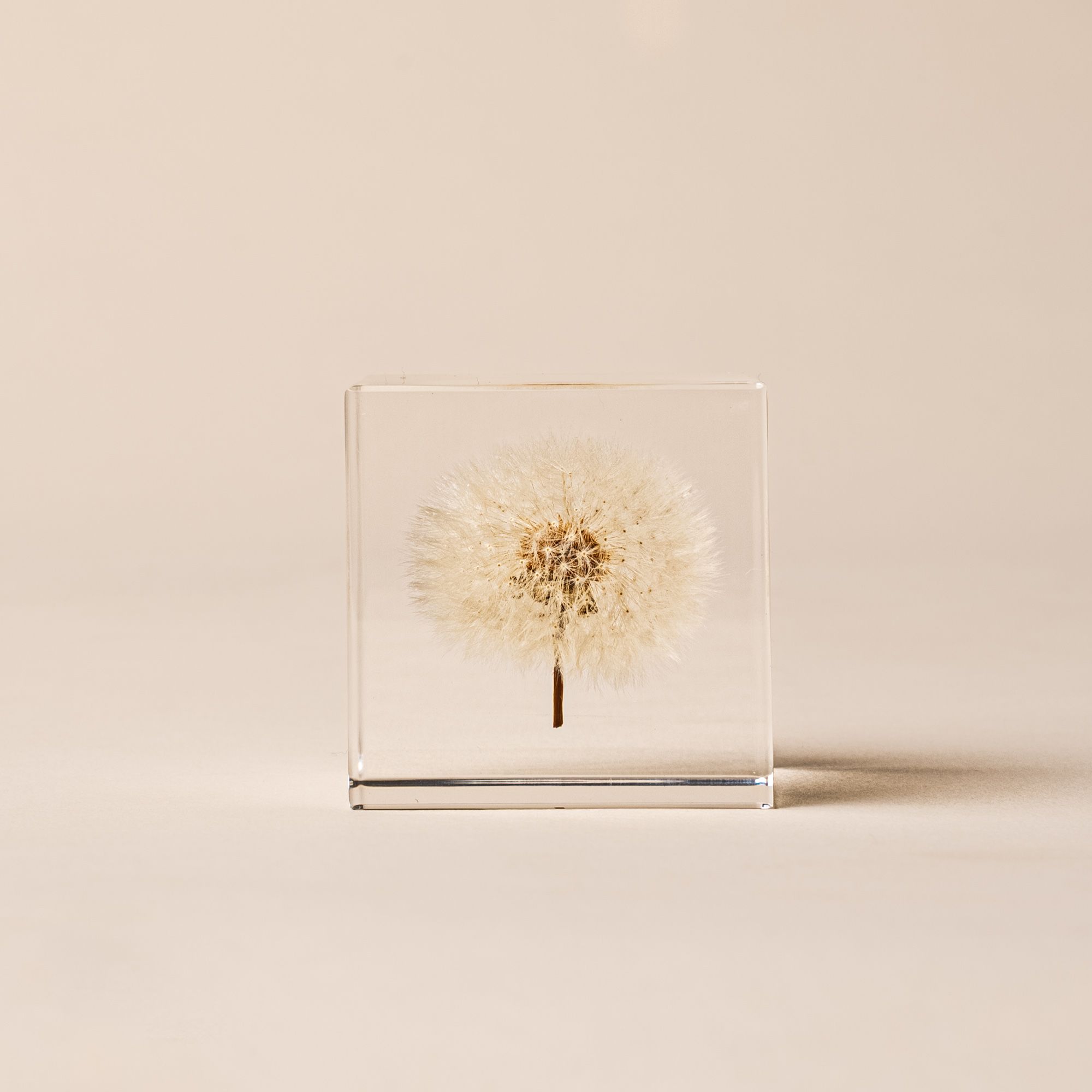 Fluffy white dandelion preserved inside a clear acrylic block on a beige background.