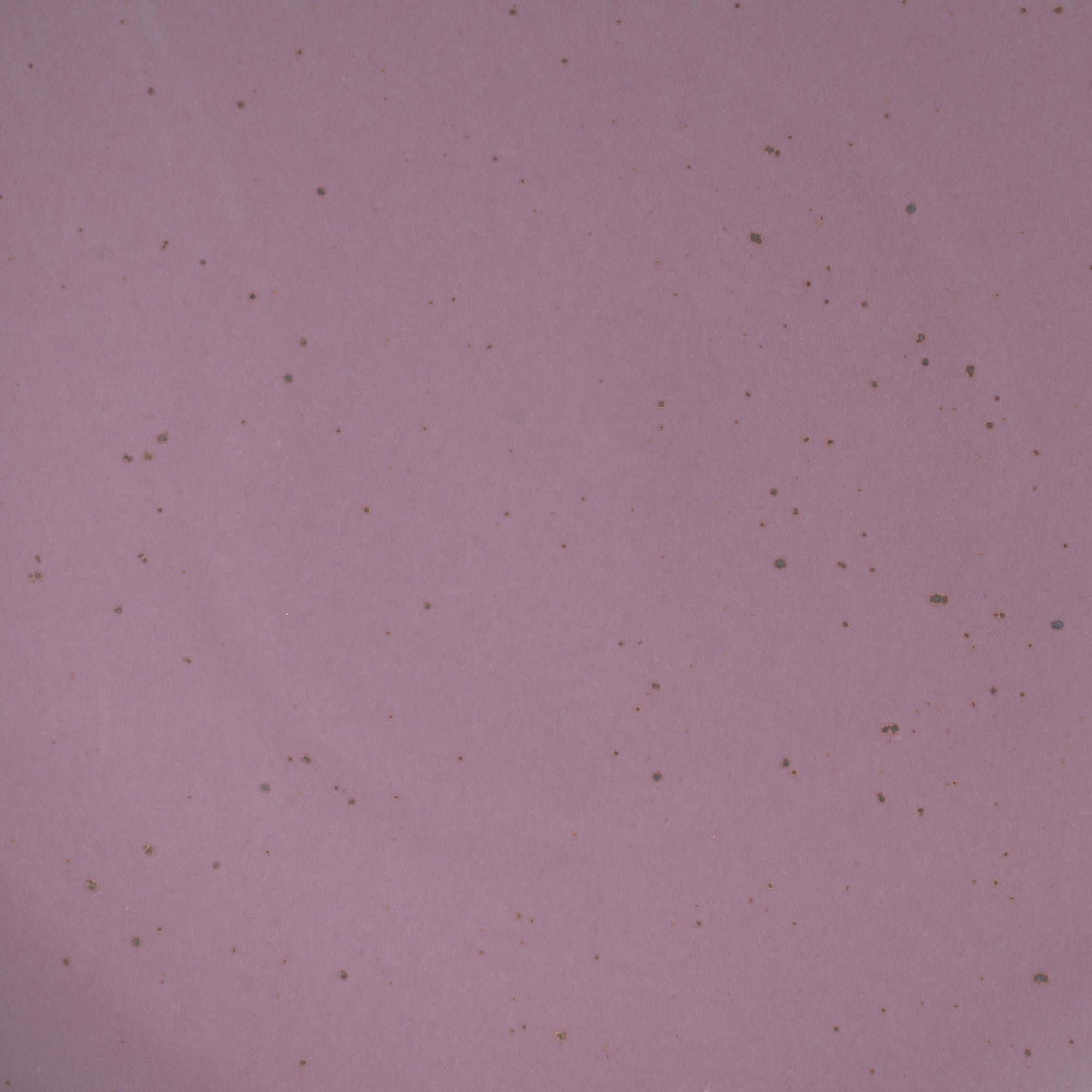 A closeup of a ceramic plate in a soft, mauve purple color featuring iron speckles