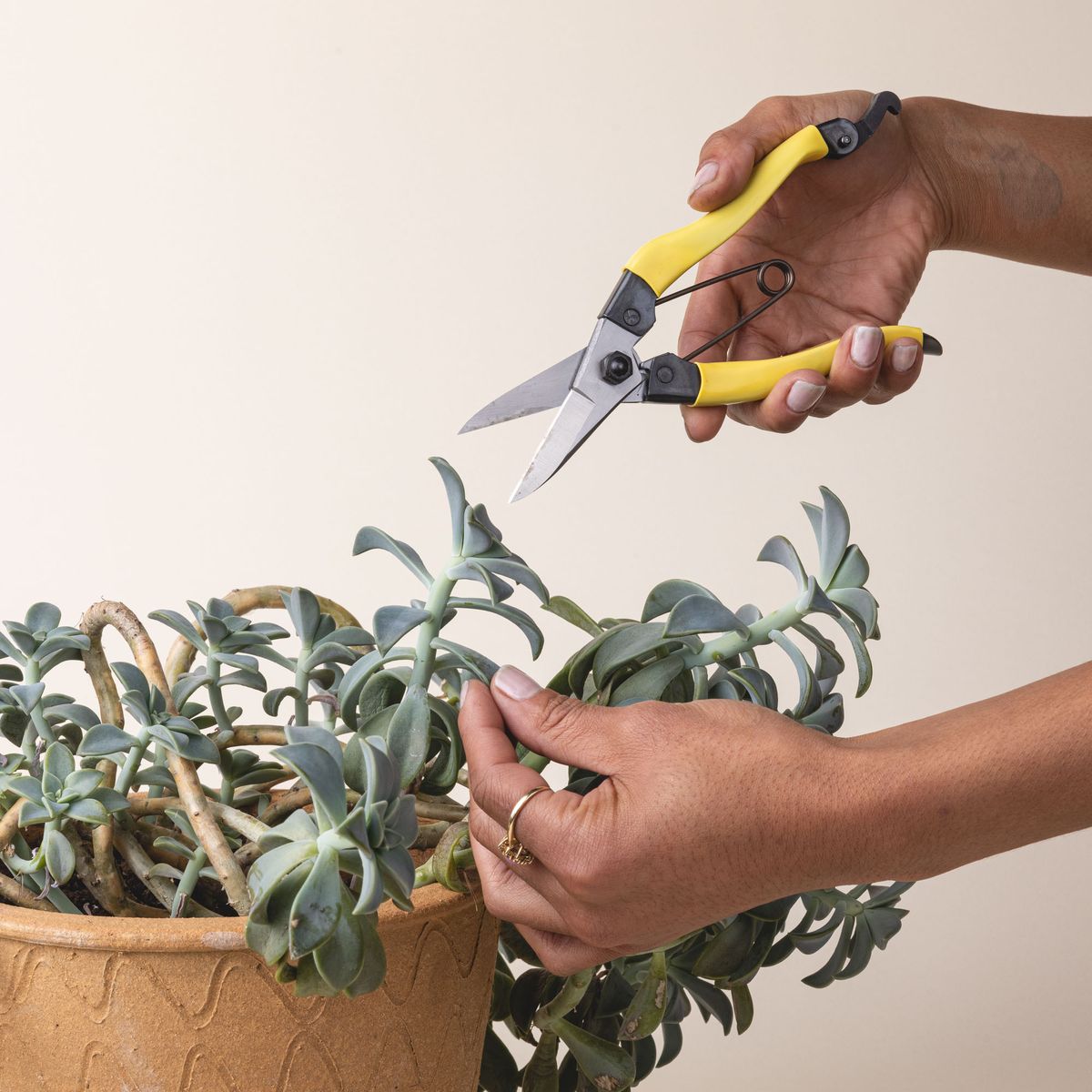 A hand is holding a pair of garden snips with a yellow handle and wide short blades next to a plant