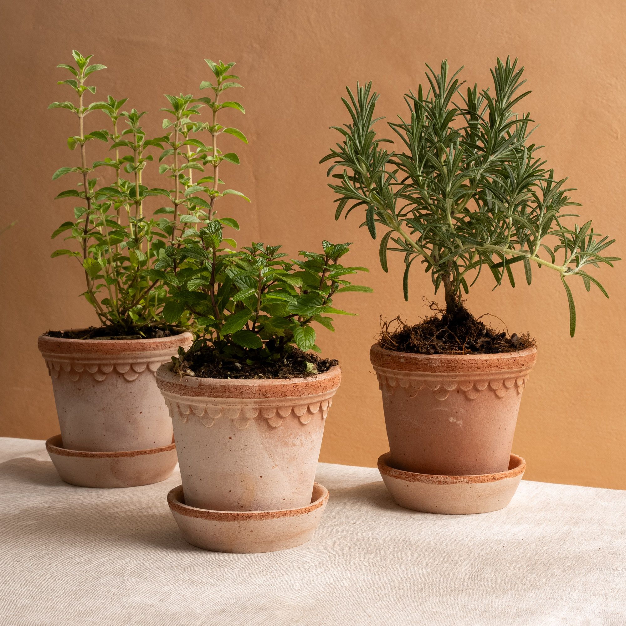 Iona Buchanan Eco Pots 3er Set Mit Tablett – Nachhaltige Bambus-Töpfe, Biologisch Abbaubar