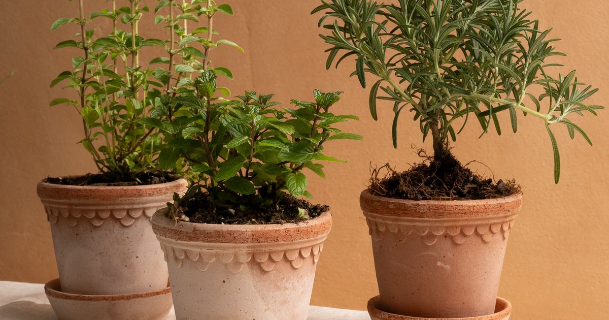 Terracotta Herb Pots, Set of 3