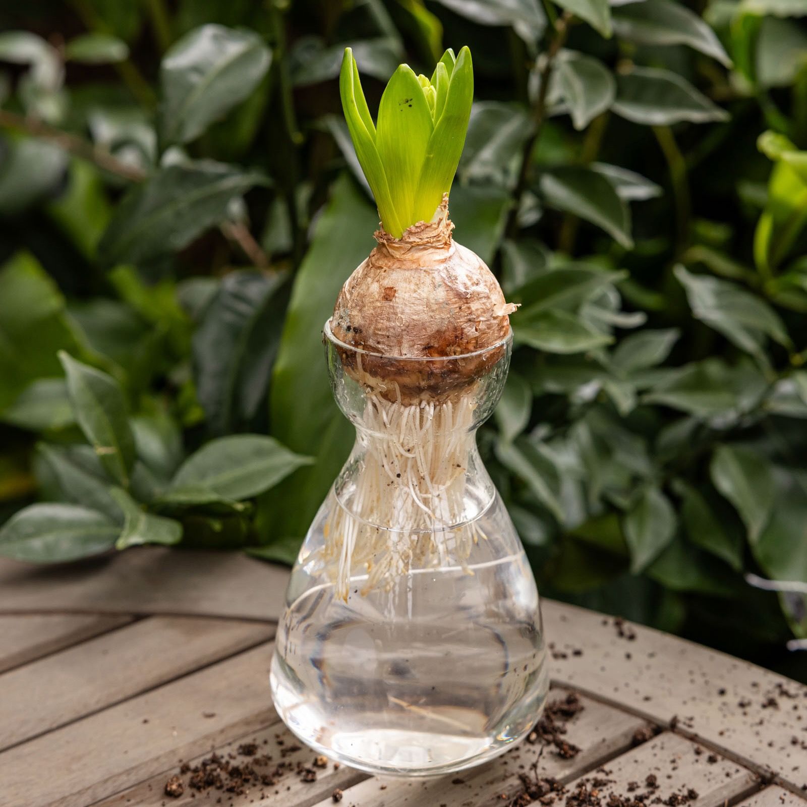 A clear simple sculptural glass bulb vase in an outdoor setting with a flower bulb sitting on top.