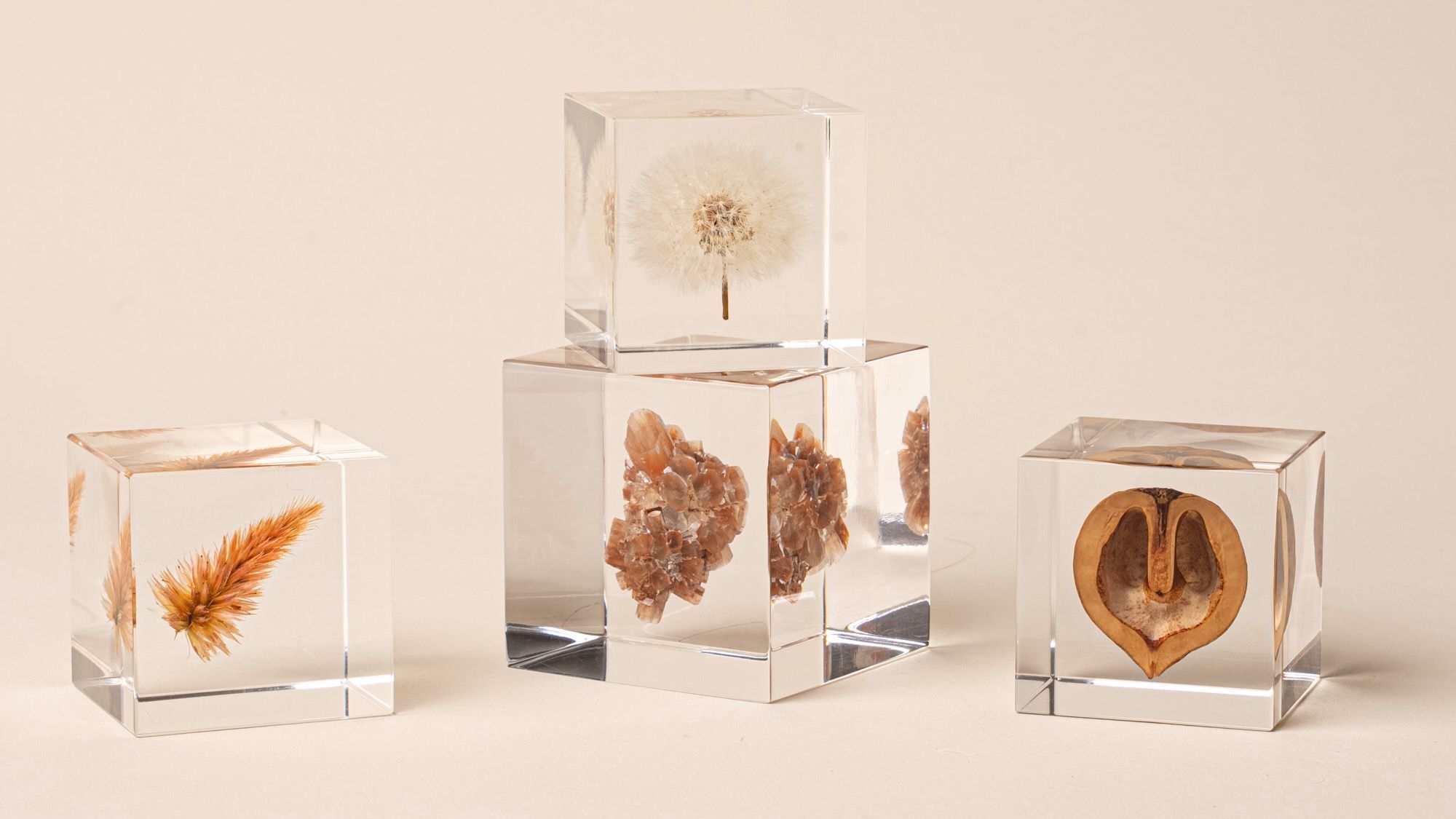 Four clear resin cubes encasing a dandelion, crystal cluster, Japanese walnut, and quail grass, arranged in a balanced display