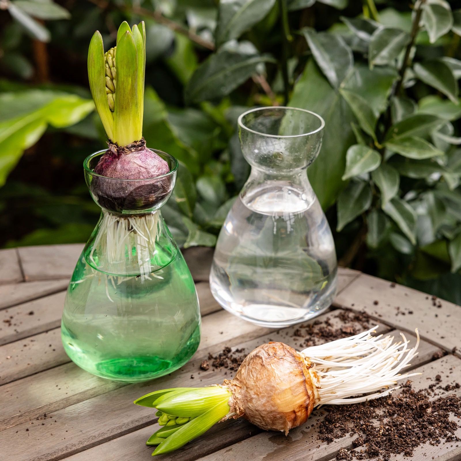 In an outdoor garden setting, a green and clear simple sculptural glass bulb vases with a flower bulb sitting on top and off to the side.
