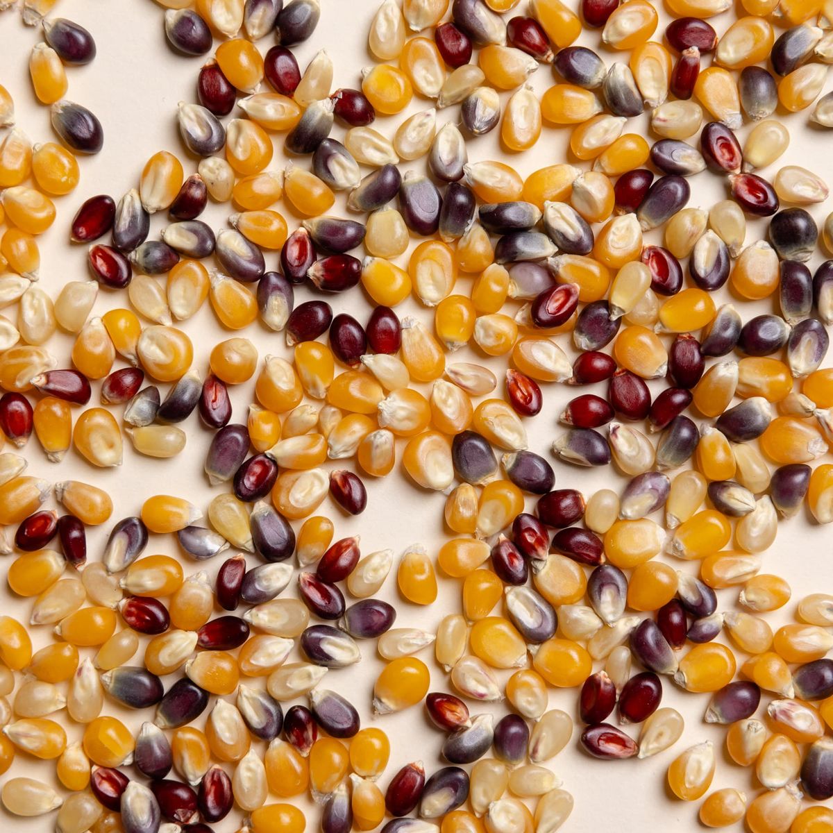 A close up shot of popcorn kernels in various hues of yellow, blonde, and plum