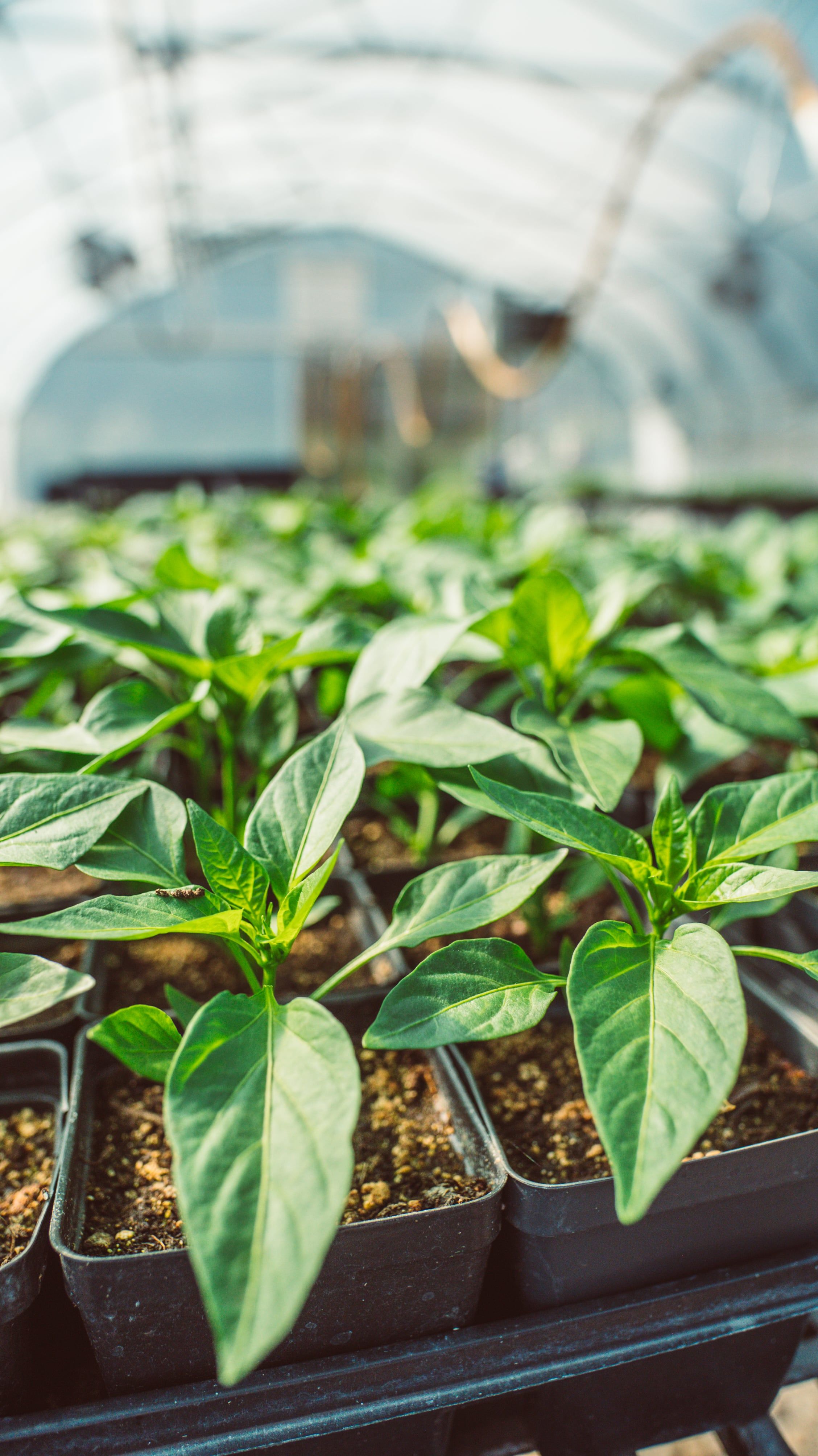 Baby pepper plants in the propagation house