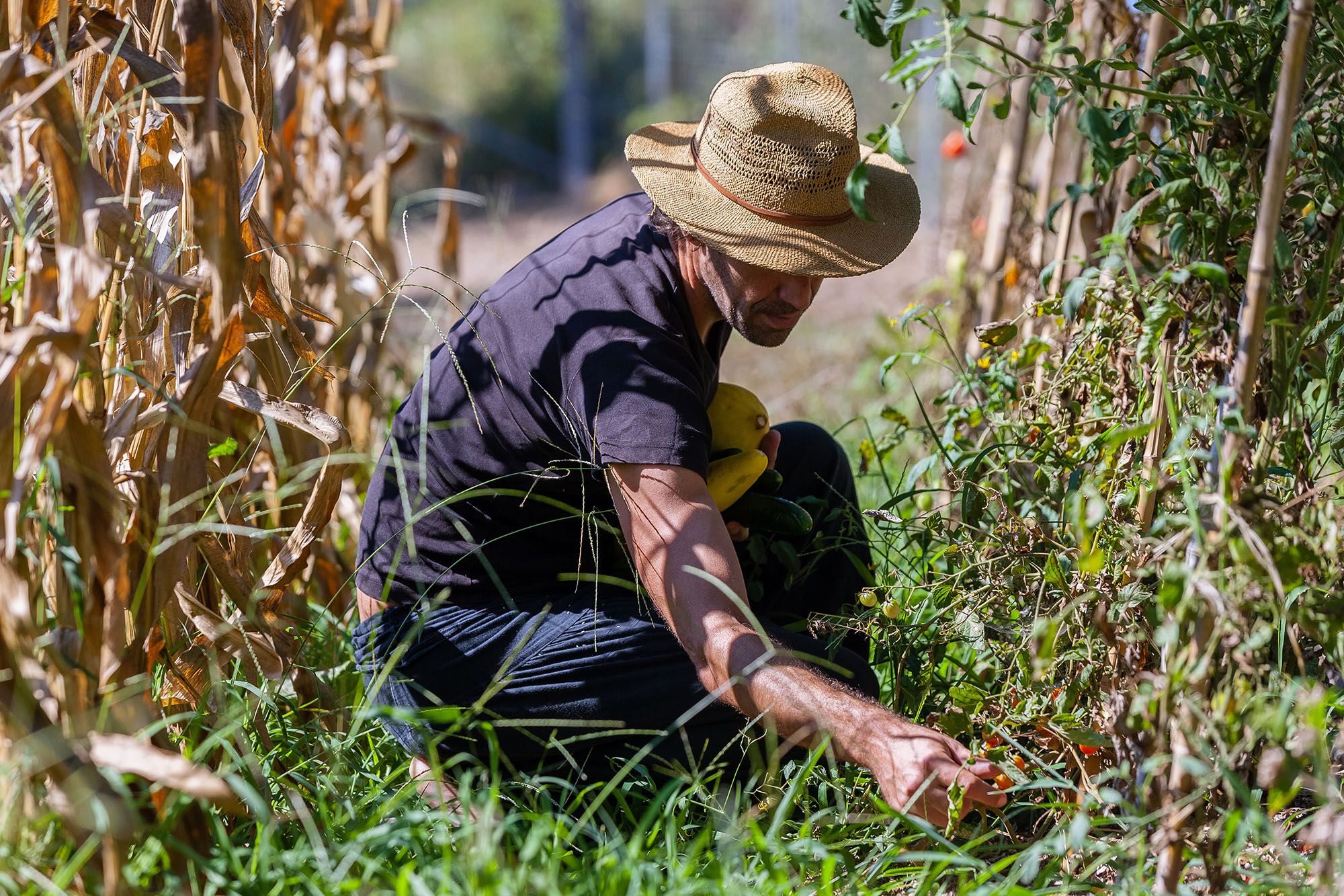 Man crouching in field inspecting plants