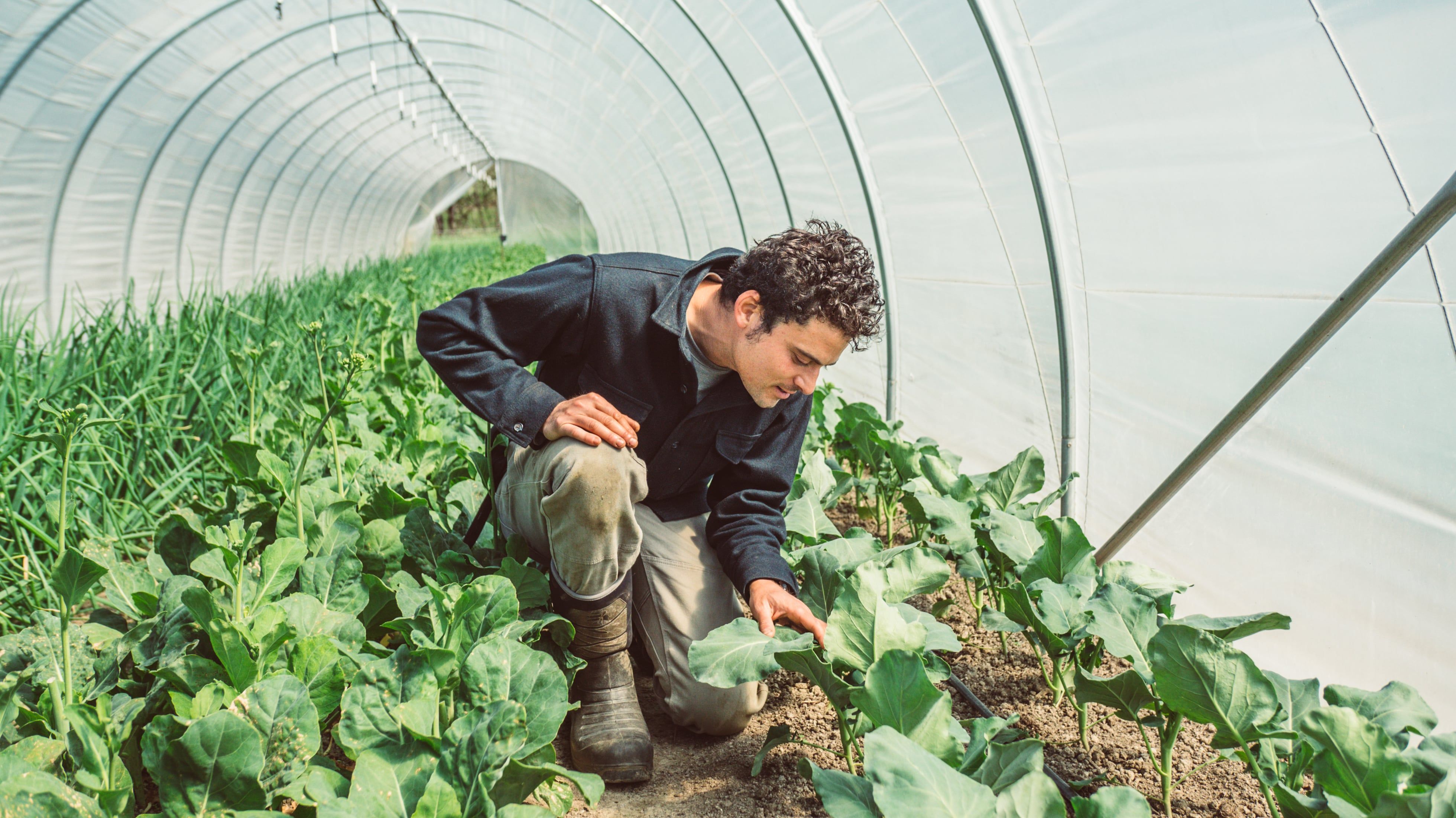 Evan Chender is on one knee inspecting a crop in his high tunnel at Culinary Gardener
