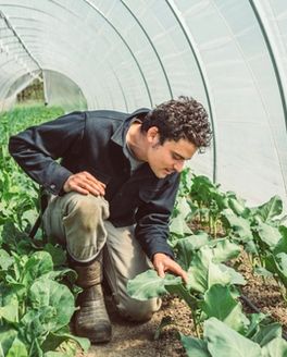 Evan Chender is on one knee inspecting a crop in his high tunnel at Culinary Gardener