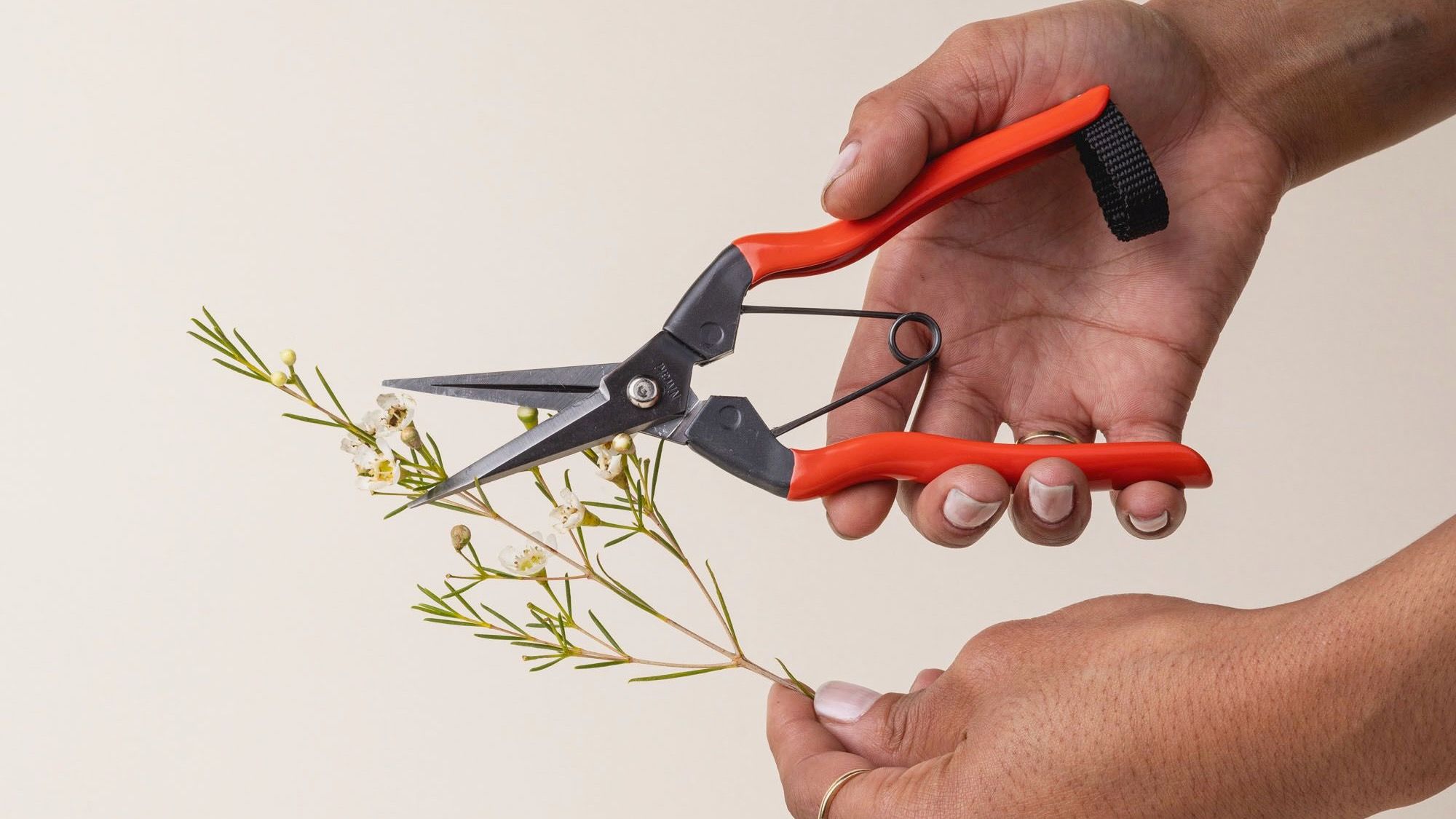Hands holding a pair of garden snips with an orange handle and narrow short blades next to some dried floral stems