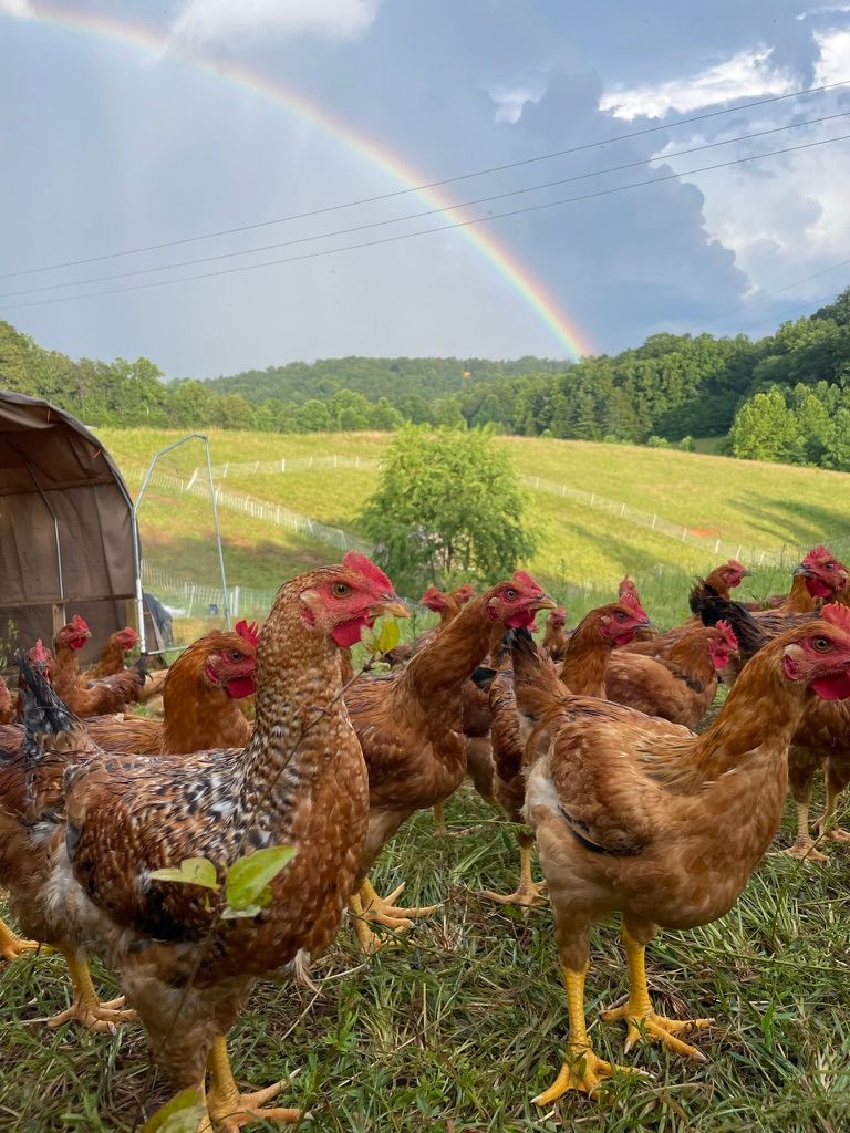 Chickens stand outside in a field with a rainbow in the background