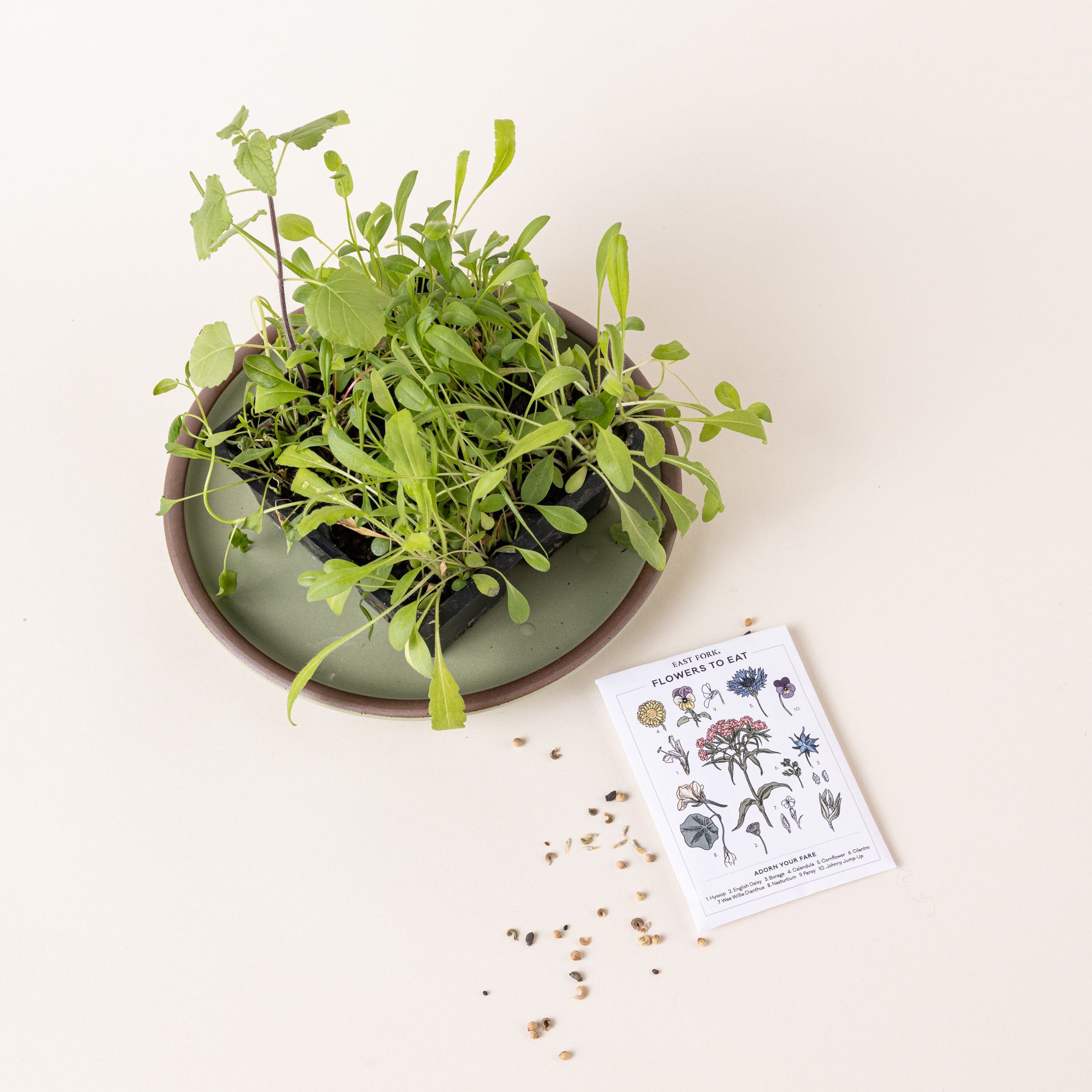 A white seed pack with floral illustrations on it sits next to a healthy green plant in a bowl.