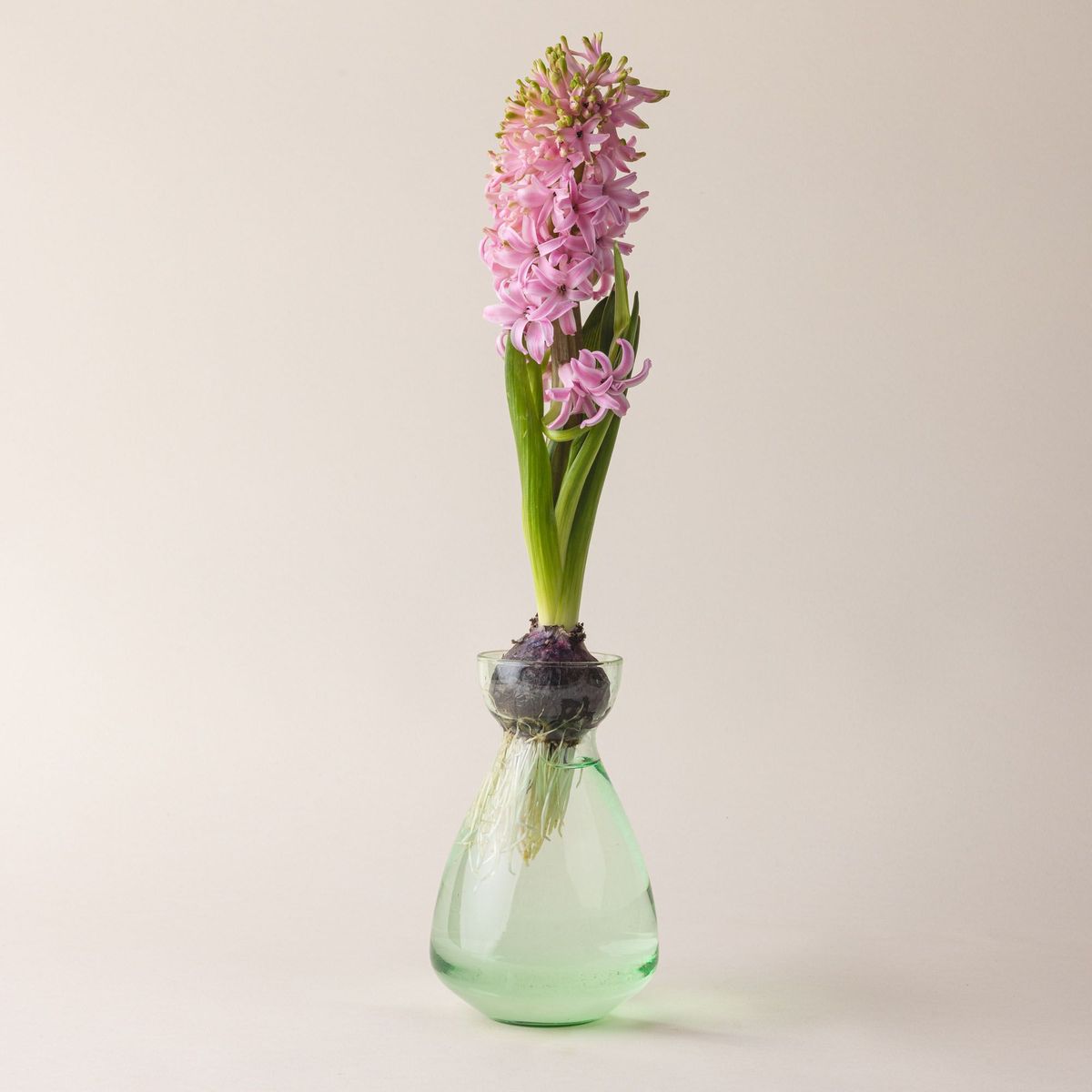 A green simple sculptural glass bulb vase with a flower bulb sitting on top.