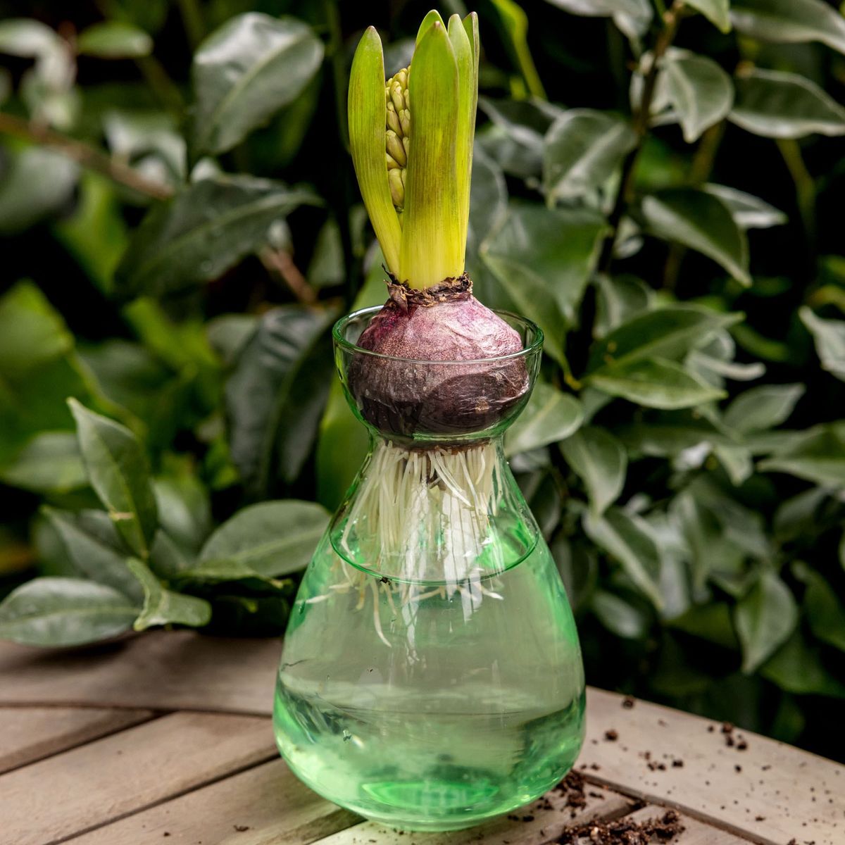 A green simple sculptural glass bulb vase in an outdoor setting with a flower bulb sitting on top.