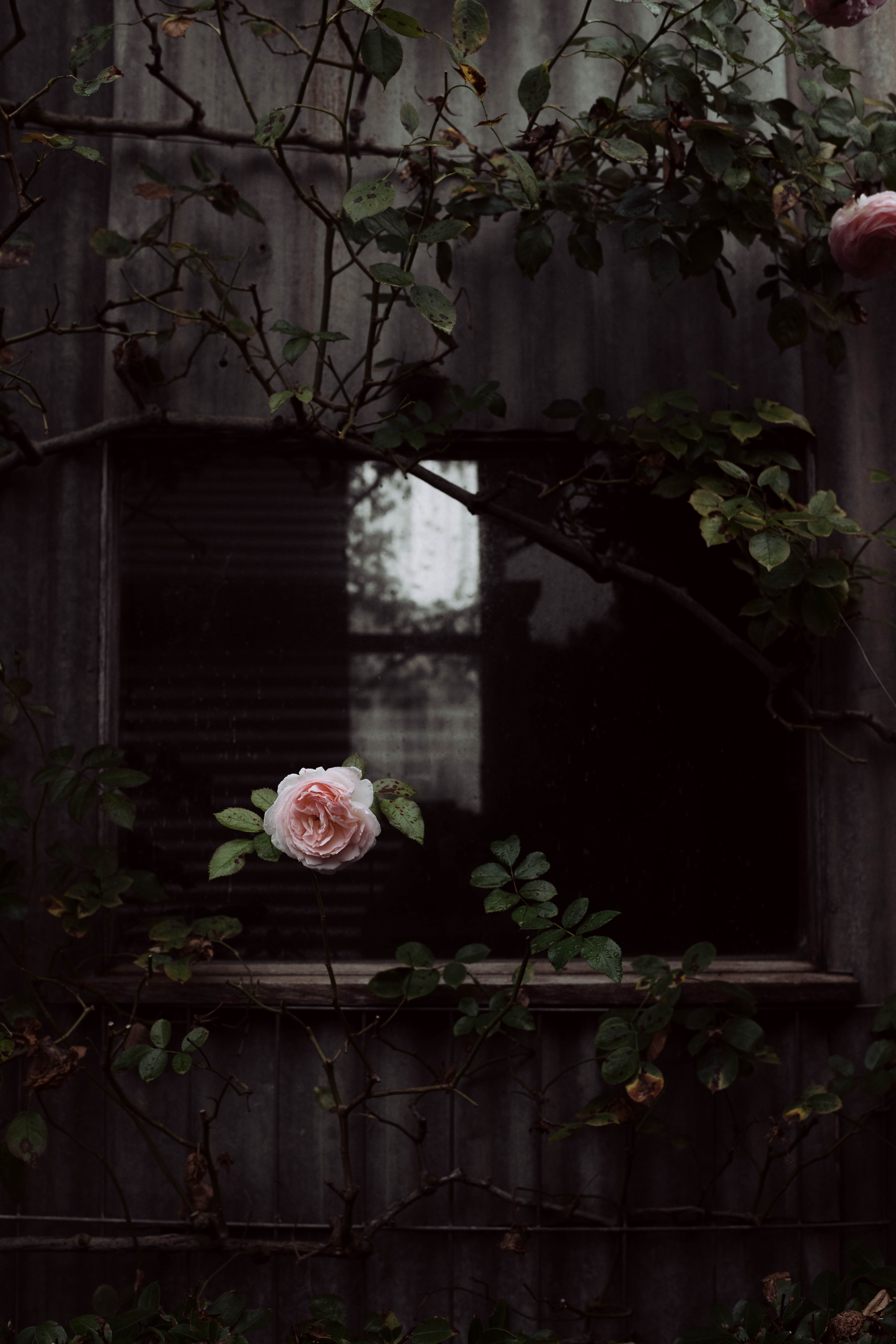 Rose outside by Thalia Ho