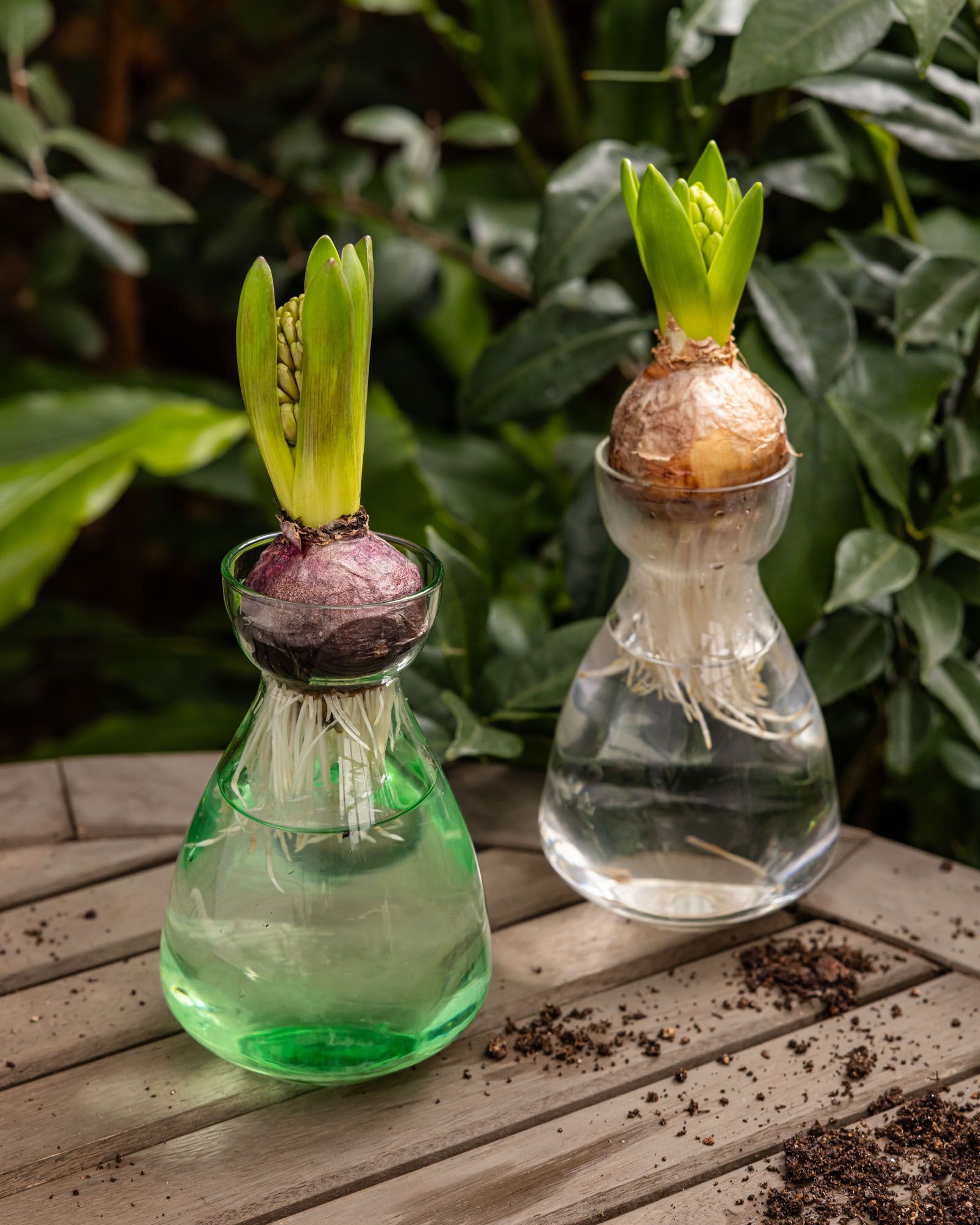 In a garden setting, two glass bulb vases in clear and green have flower bulbs and sit on an outdoor table