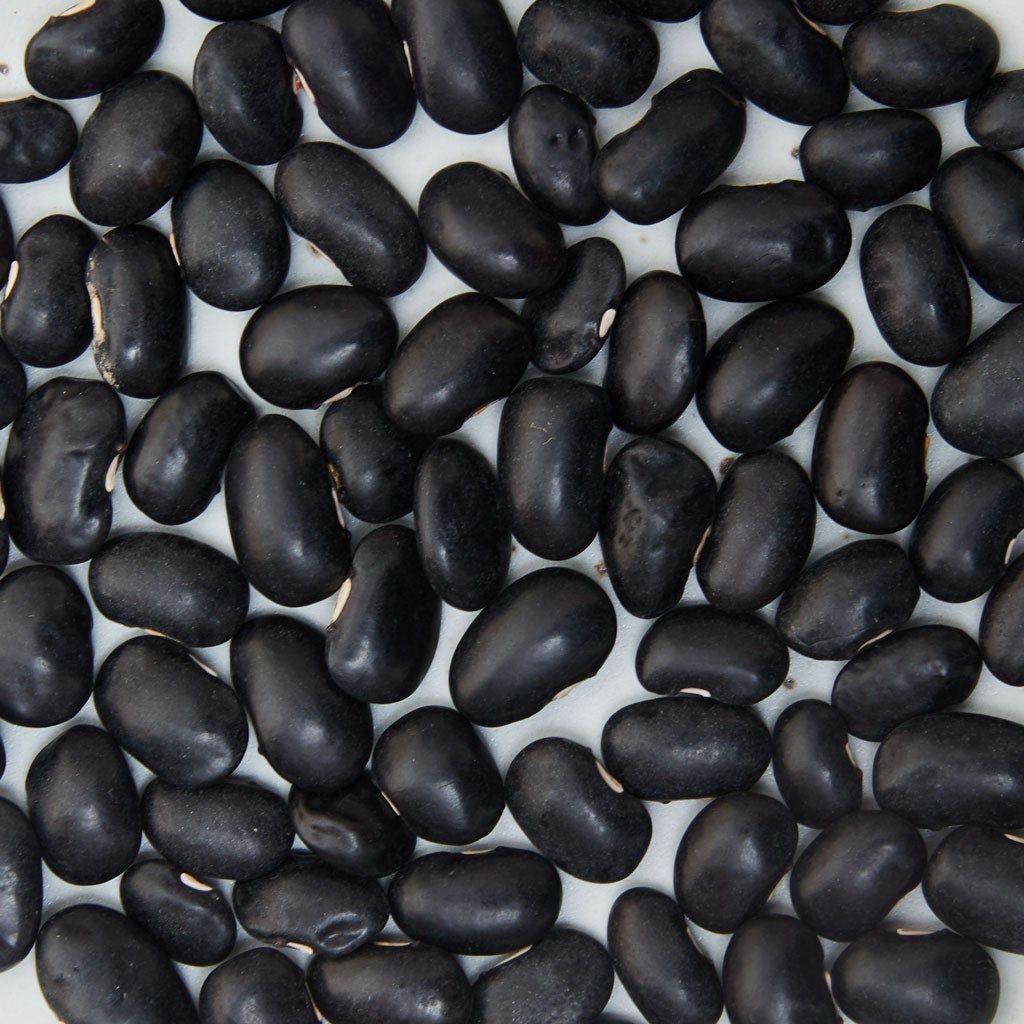 Ayocote Negro Beans: Close Up
