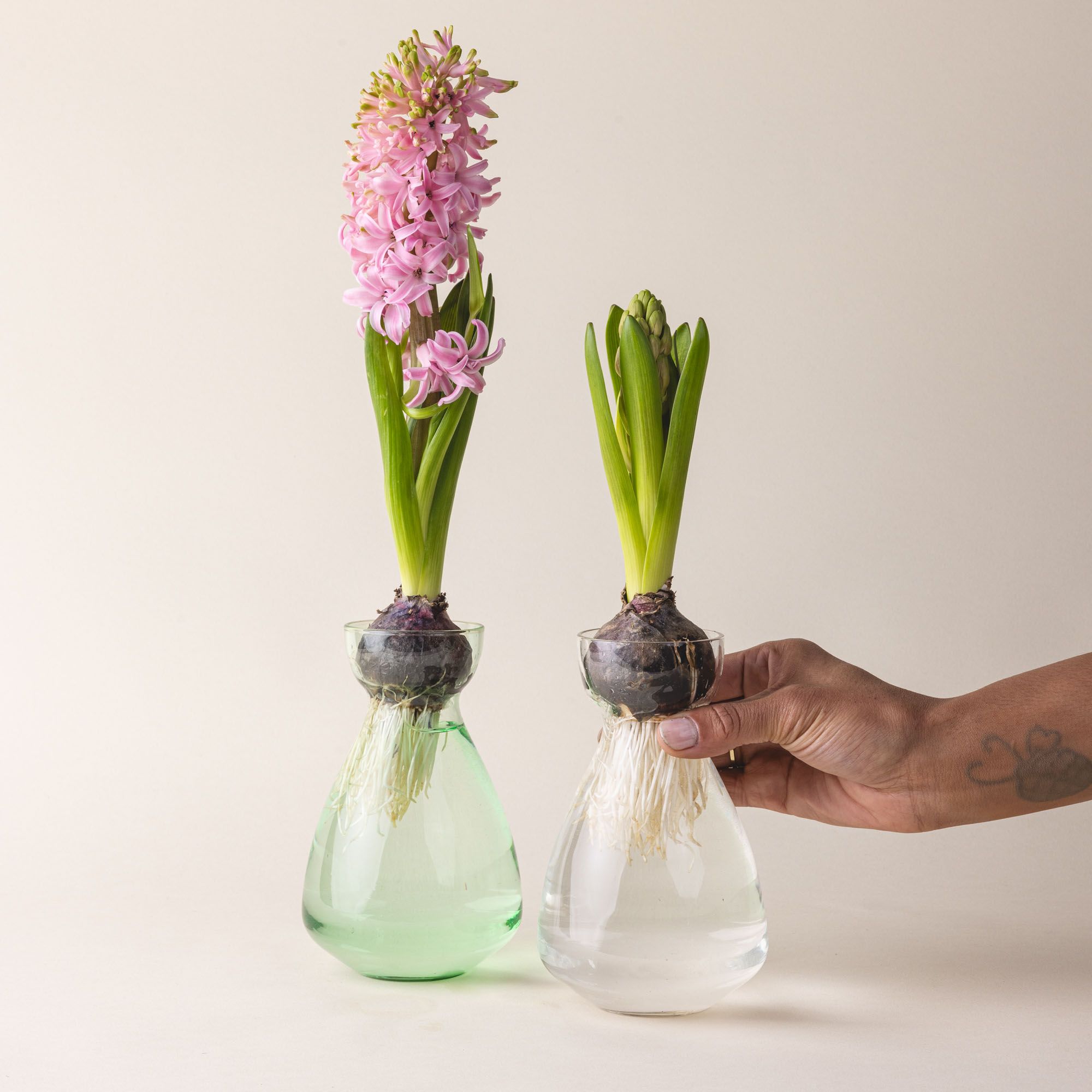 A green and clear simple sculptural glass bulb vases with a flower bulbs sitting on top.