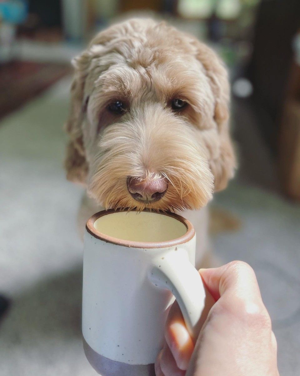Get an East Fork Mug to match your dog! A hand holds an East Fork Mug in Panna Cotta up to their golden doodles snout.