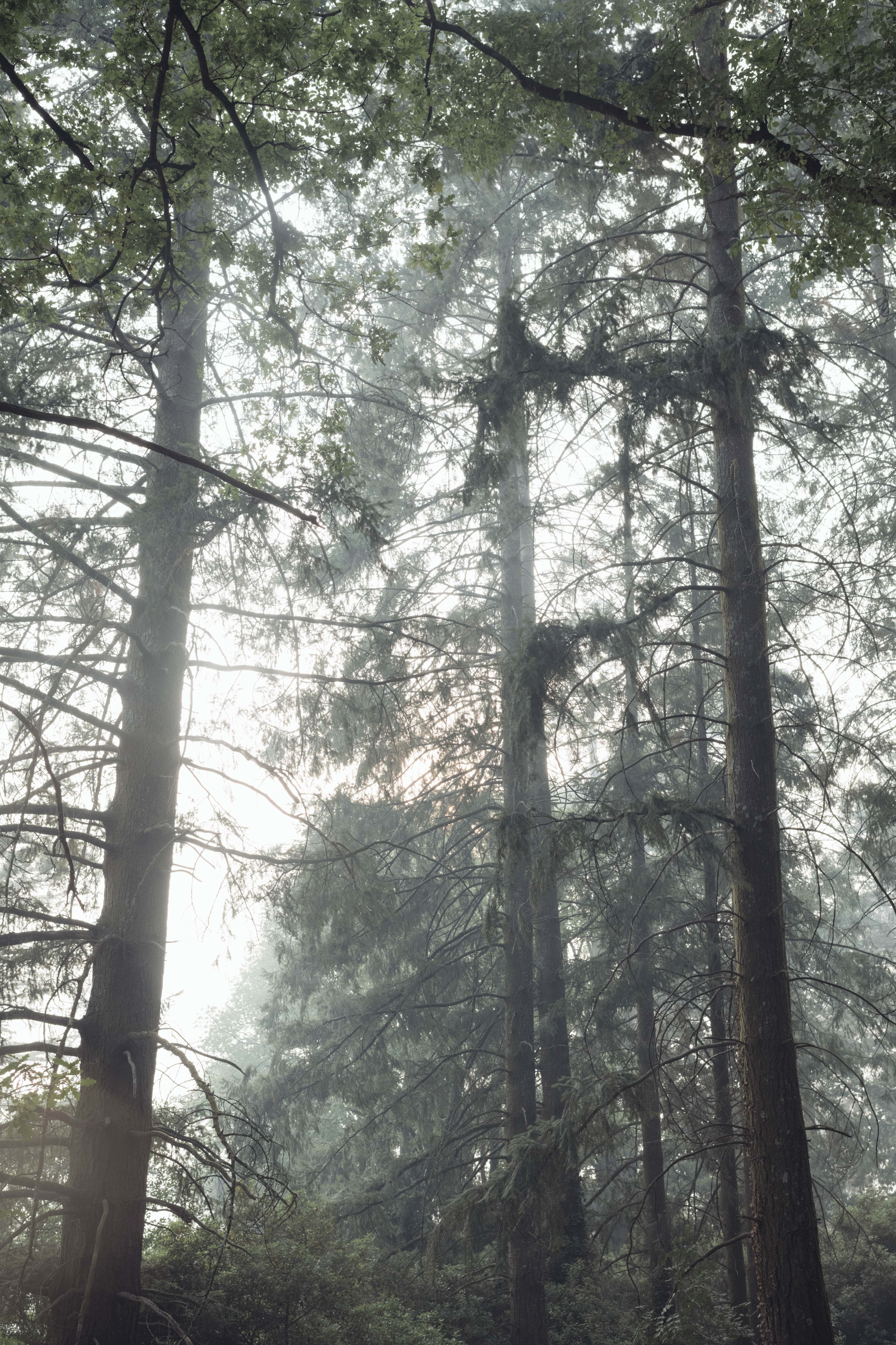 in the woods with Thalia Ho
