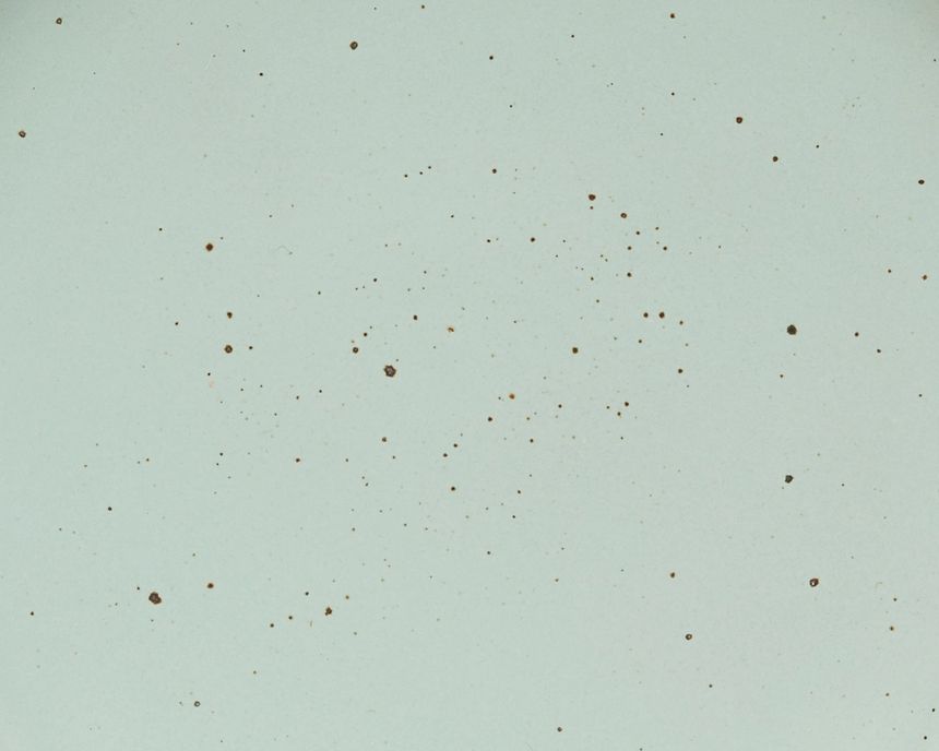 A closeup of a ceramic plate in a soft light aqua color with iron speckles throughout