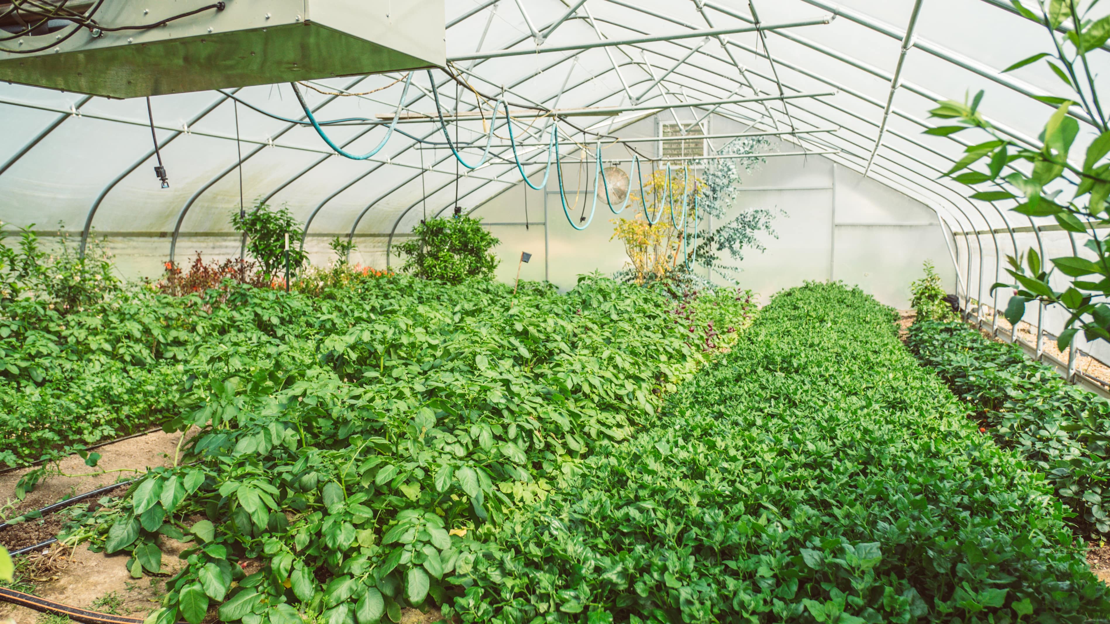 Inside a high tunnel at the Culinary Gardener