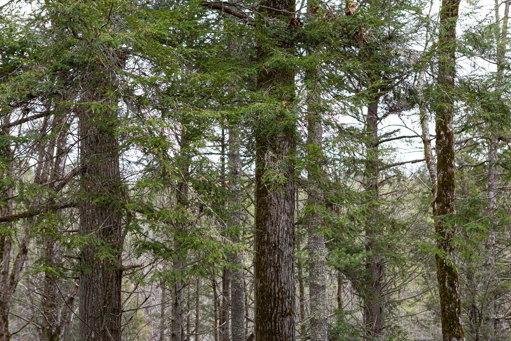 Pine trees in Flat Rock North Carolina