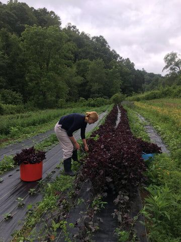 In an outdoor garden by the woods, a woman leans over to inspect some herbs.