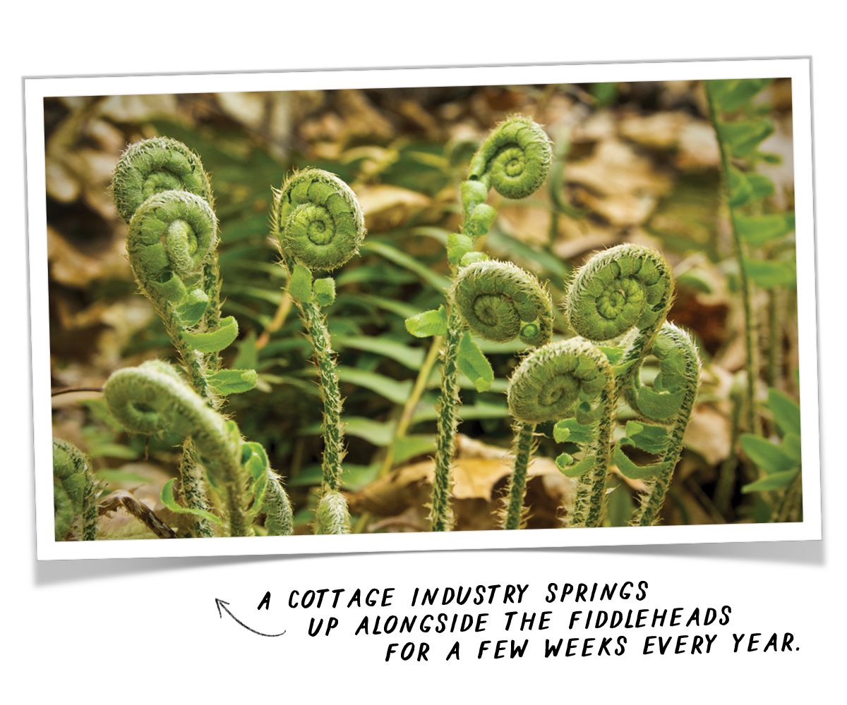 A photo of fiddlehead springs with a caption that reads "A cottage industry springs up alongside the fiddleheads for a few weeks every year."