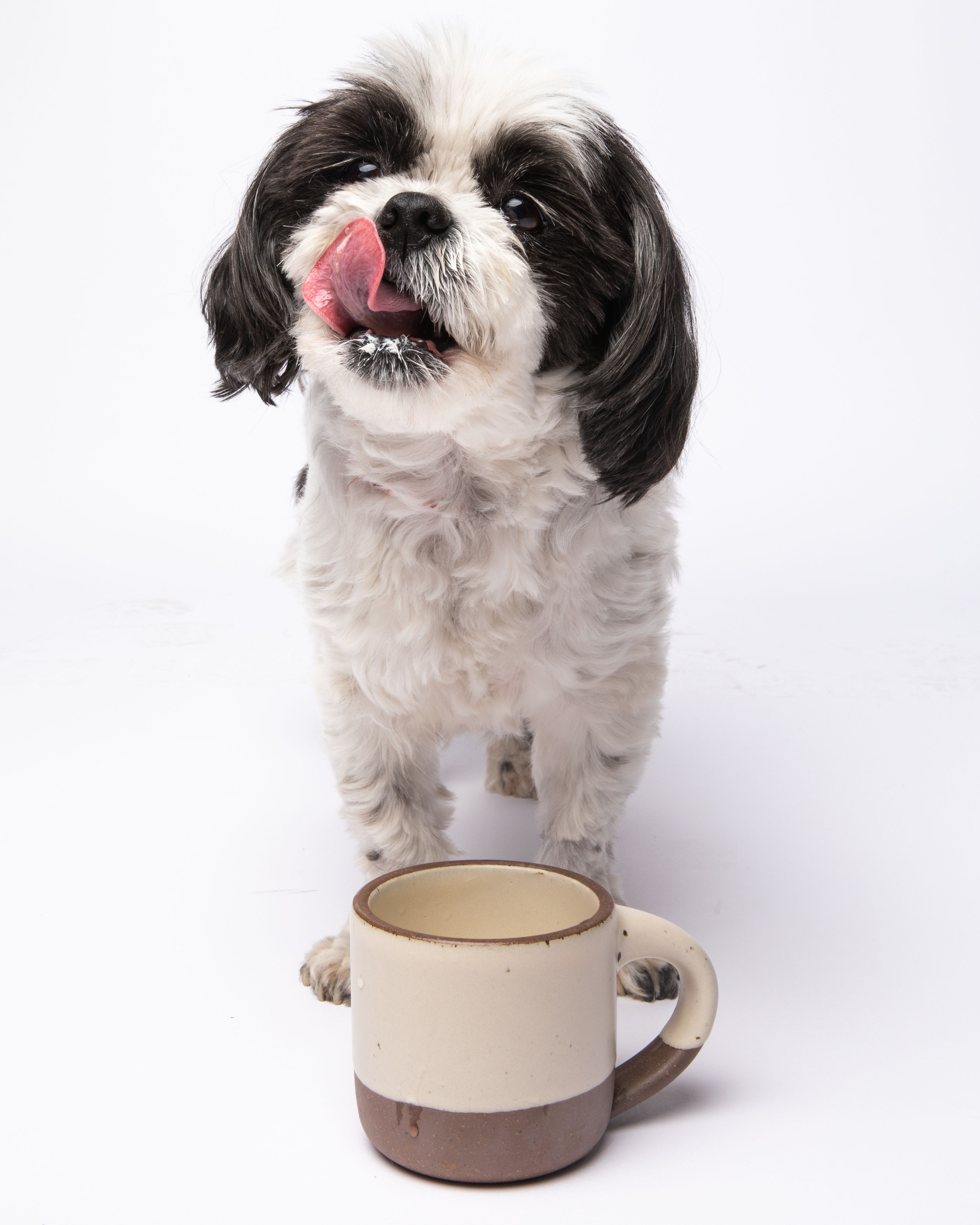 Bella, the small dog, poses with The Small Mug.