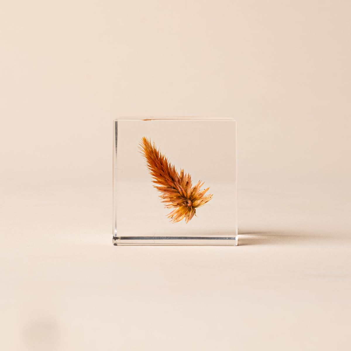 Golden quail grass encased in a clear acrylic block on a beige background.