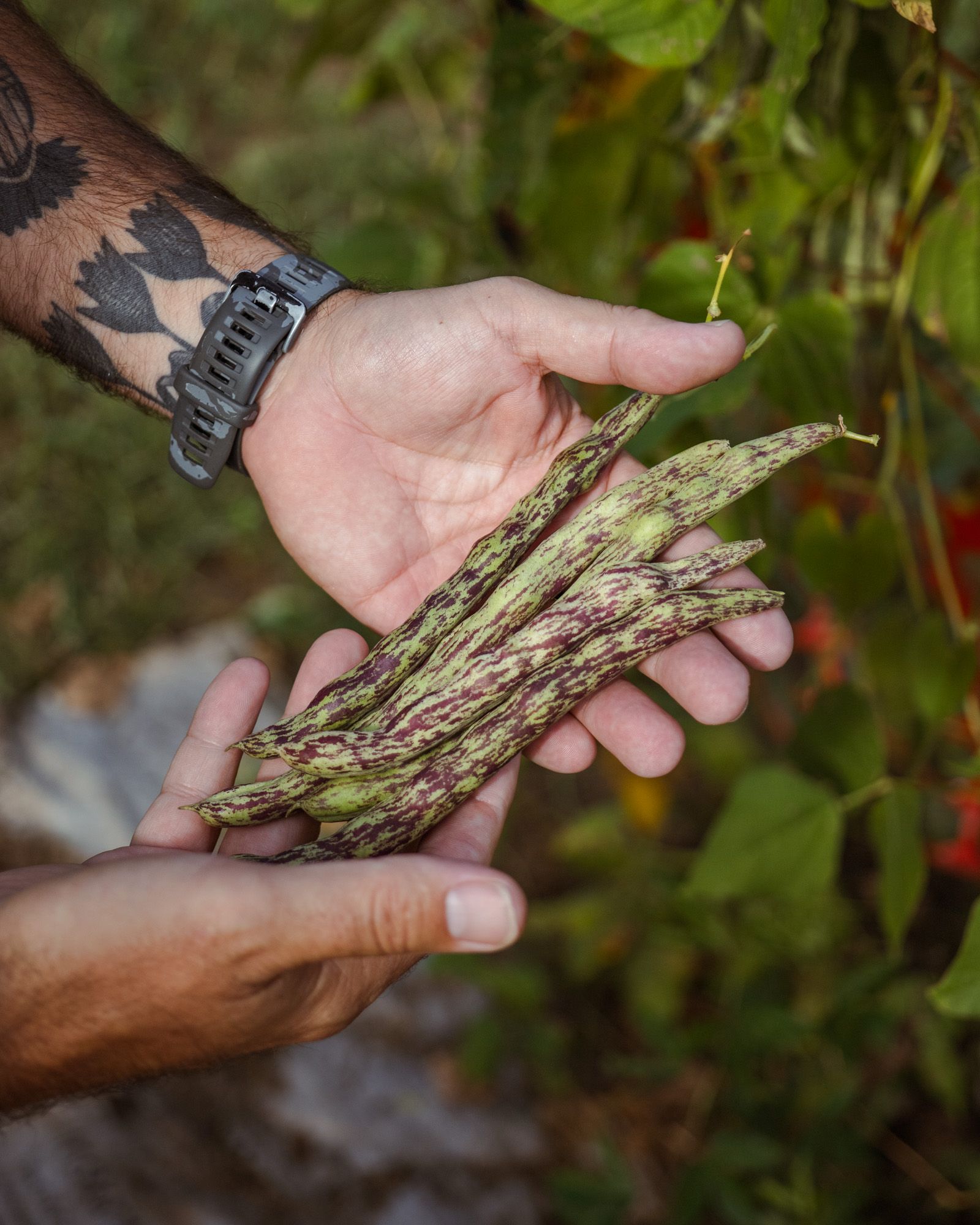 A close up photo of hands holding crops outside