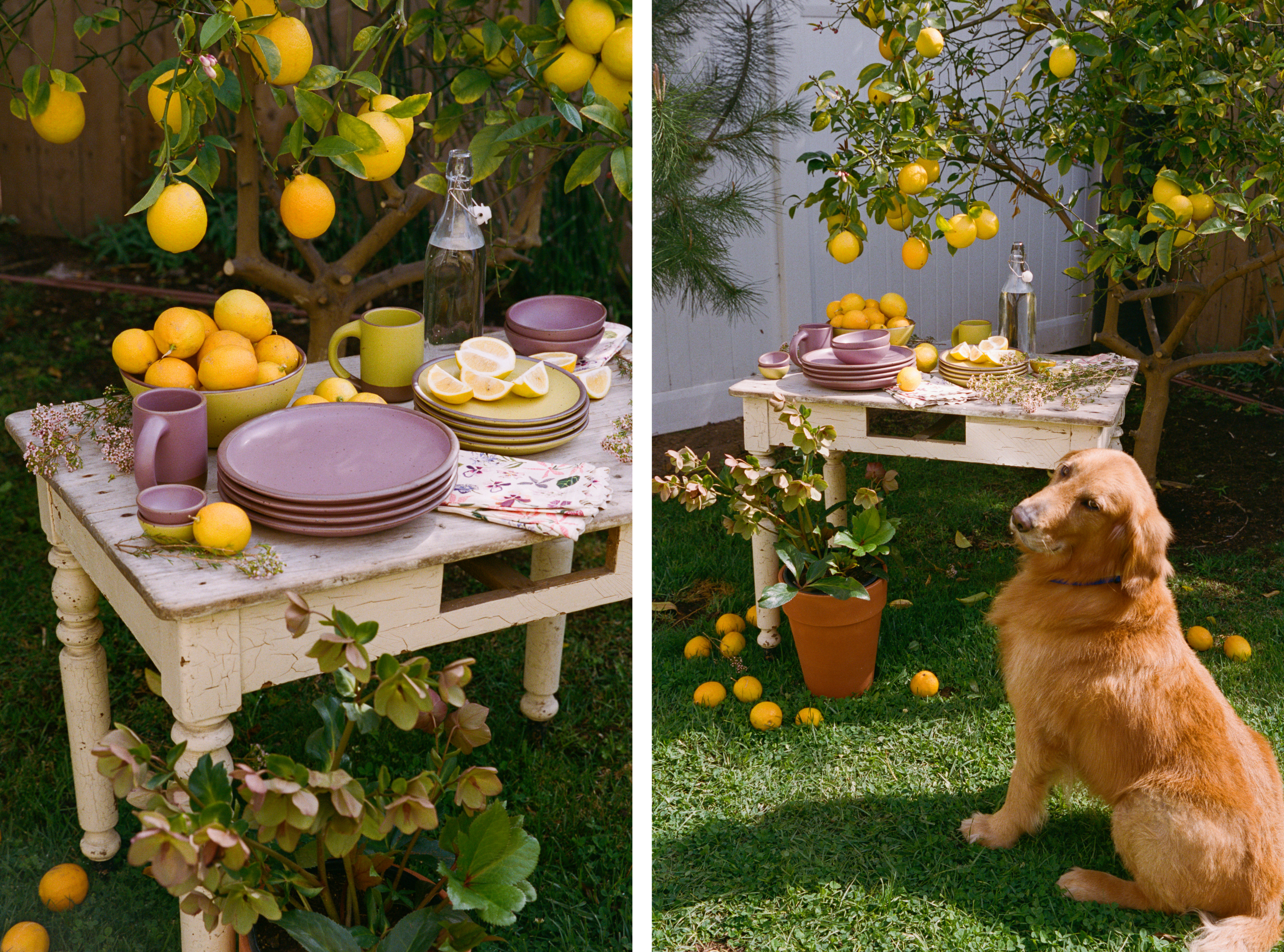 2 Photos of a similar scene, one up close and one far away: a table is filled with ceramic dinnerware in zesty yellow and soft mauve purple, lemons, plants, floral napkins, and a dog off to the side.