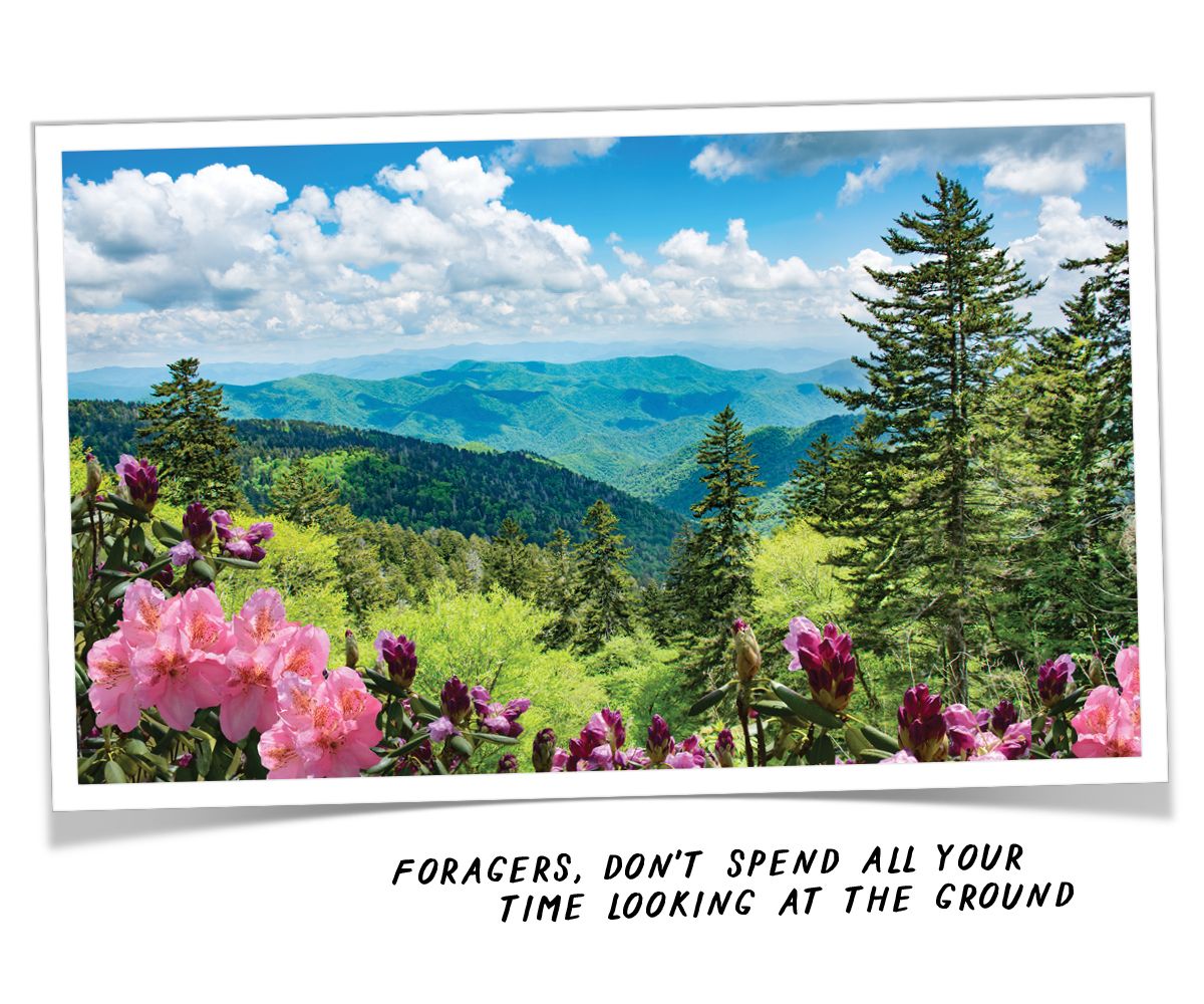 A photo of the Blue Ridge Mountains with text that reads "Foragers, don't spend all your time looking at the ground"