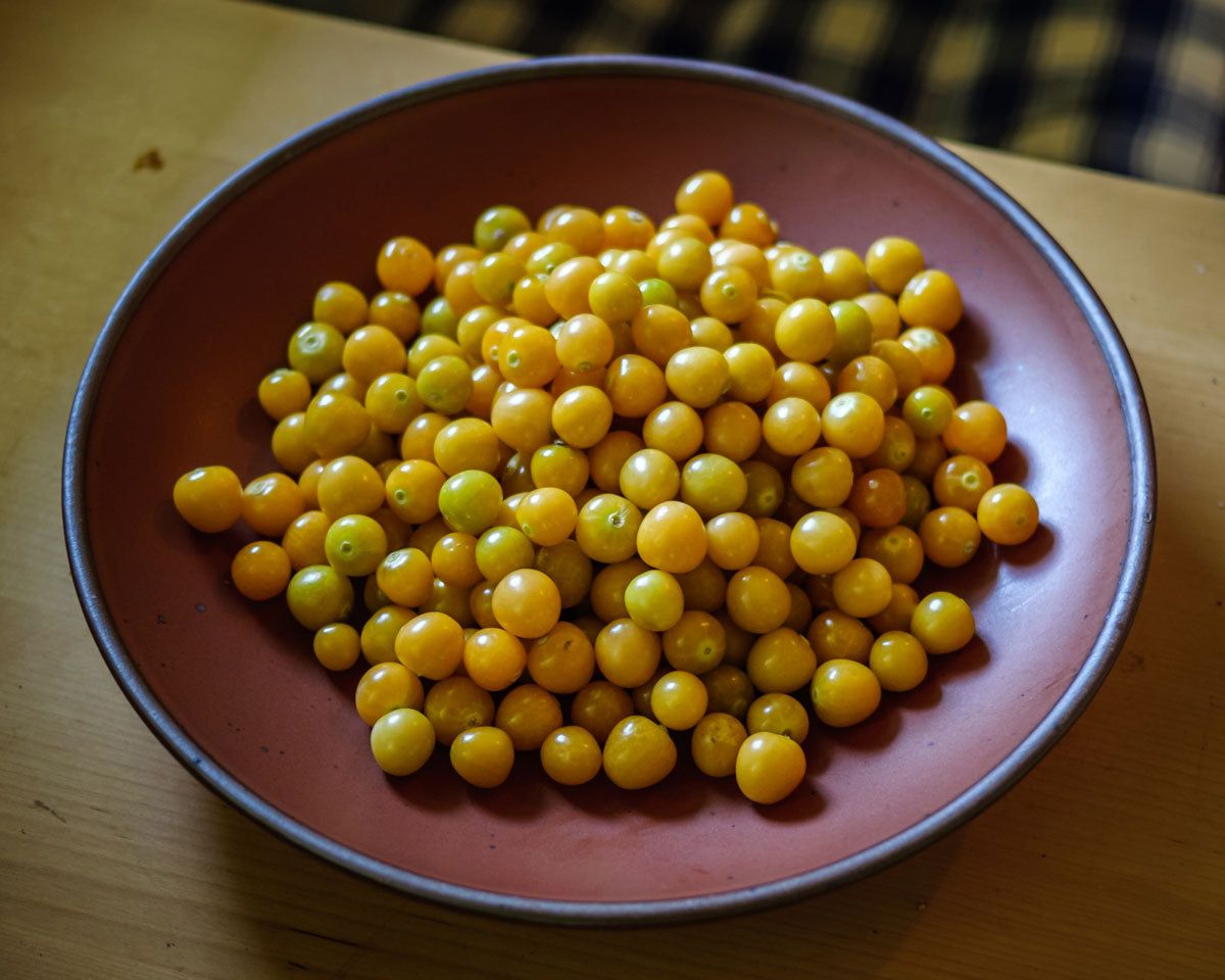 Bowl of golden Husk Cherry Tomatoes