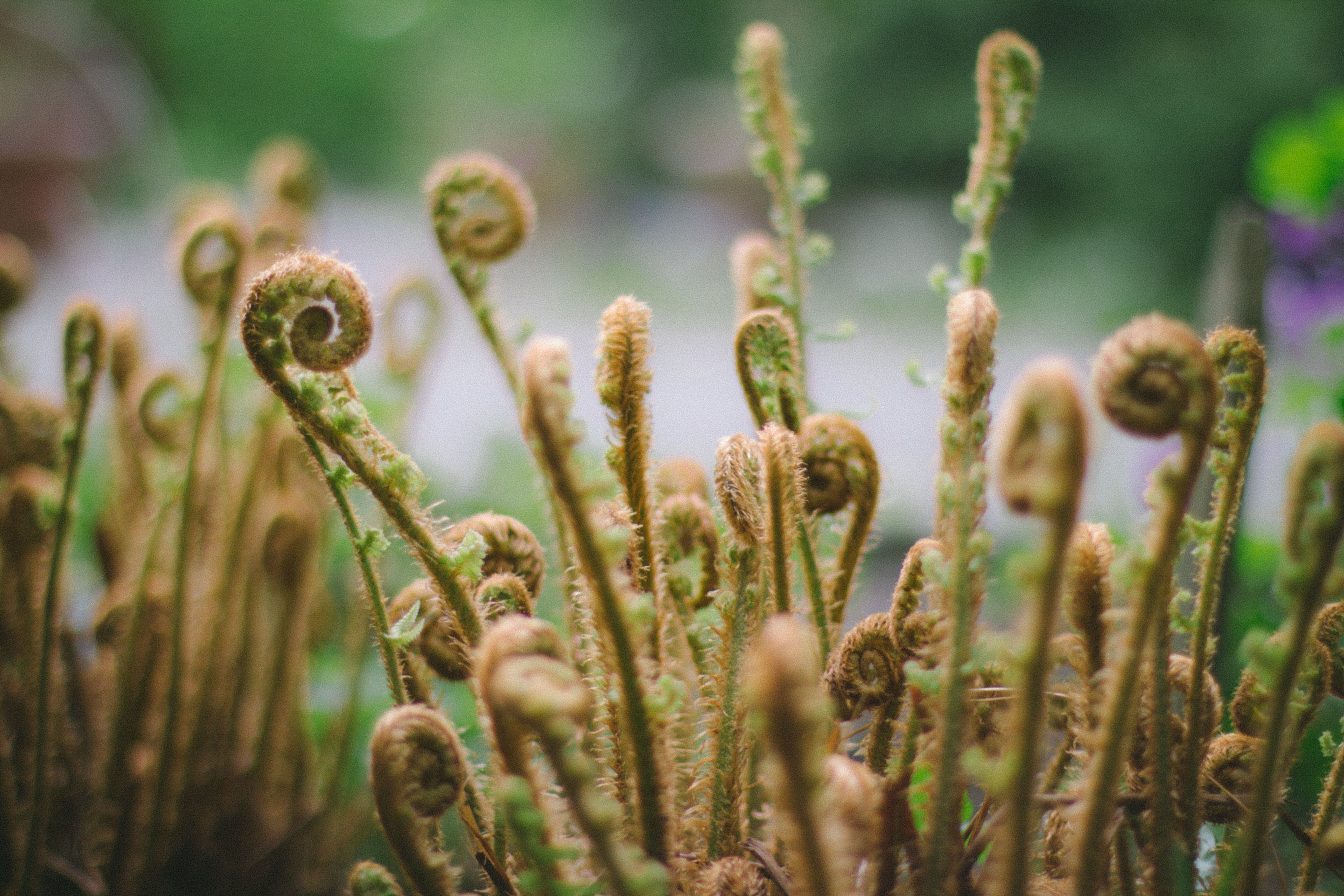 Field of fiddlehead ferns