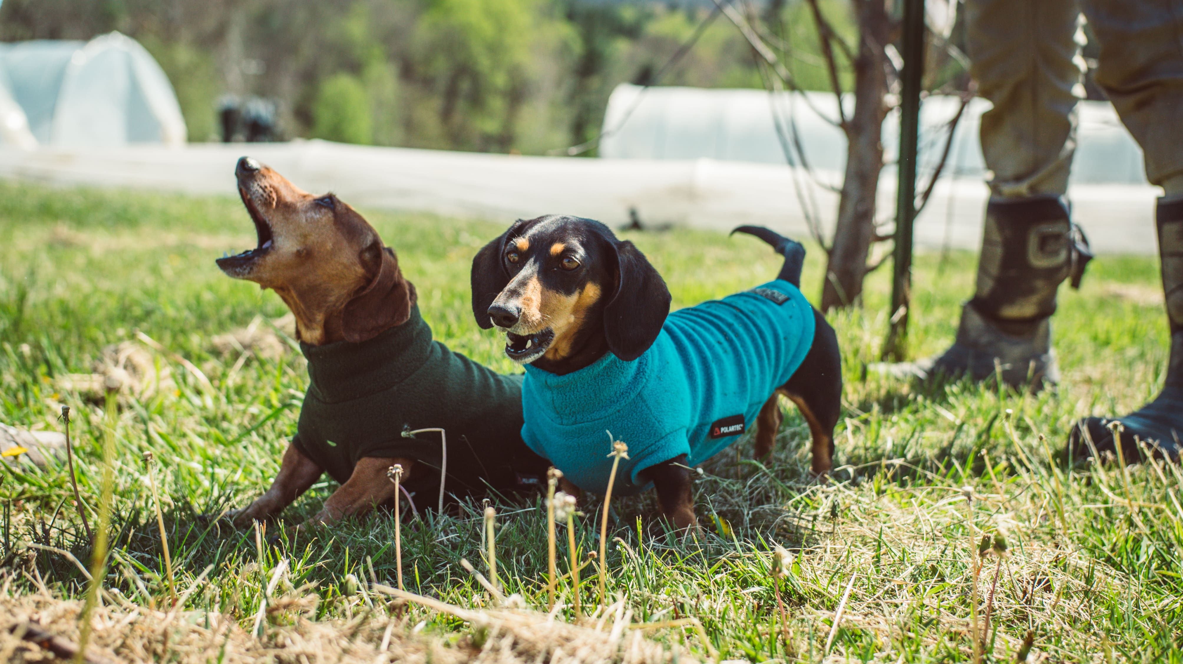 Lyle and Maple on the farm