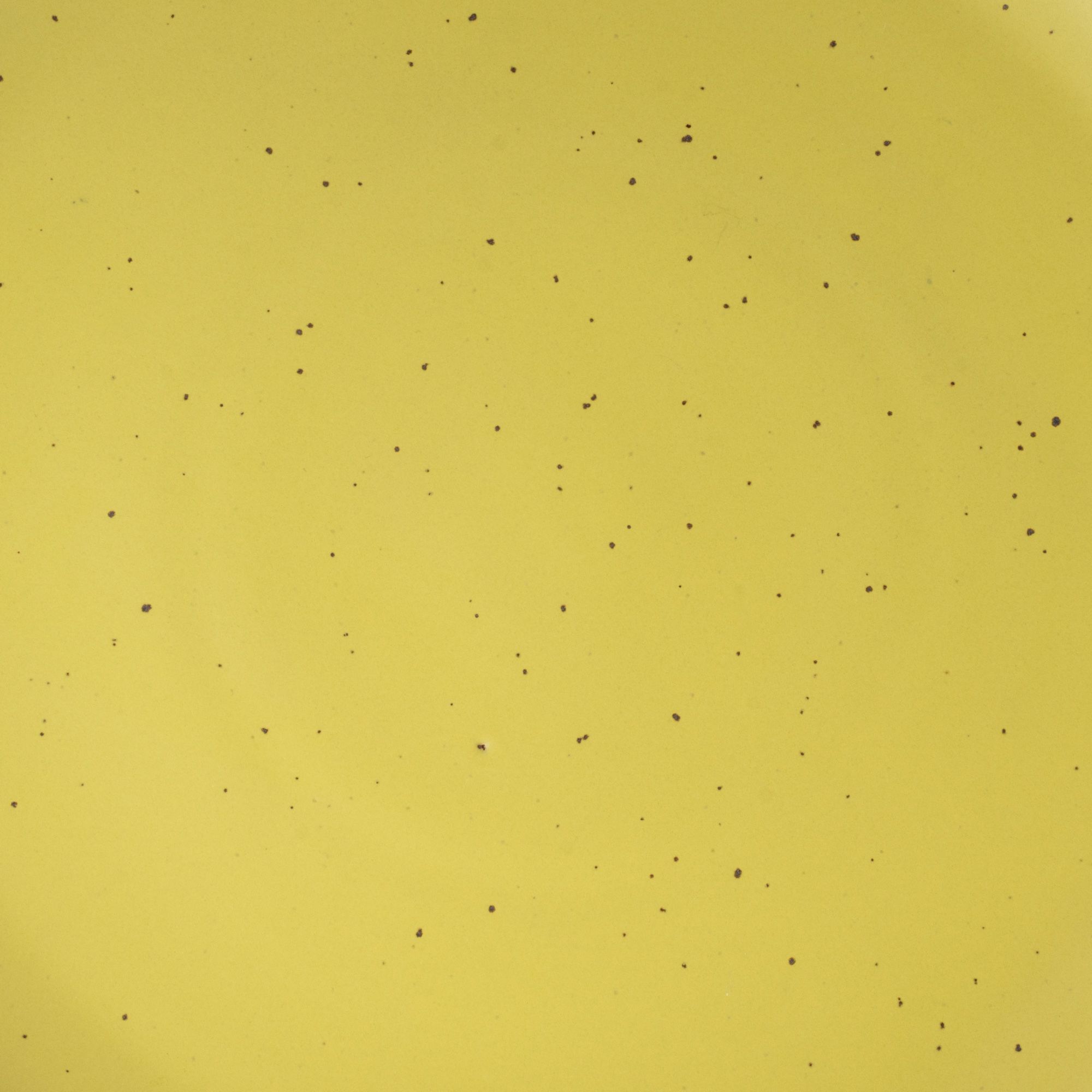 A closeup of a ceramic plate in a zesty yellow color featuring iron speckles