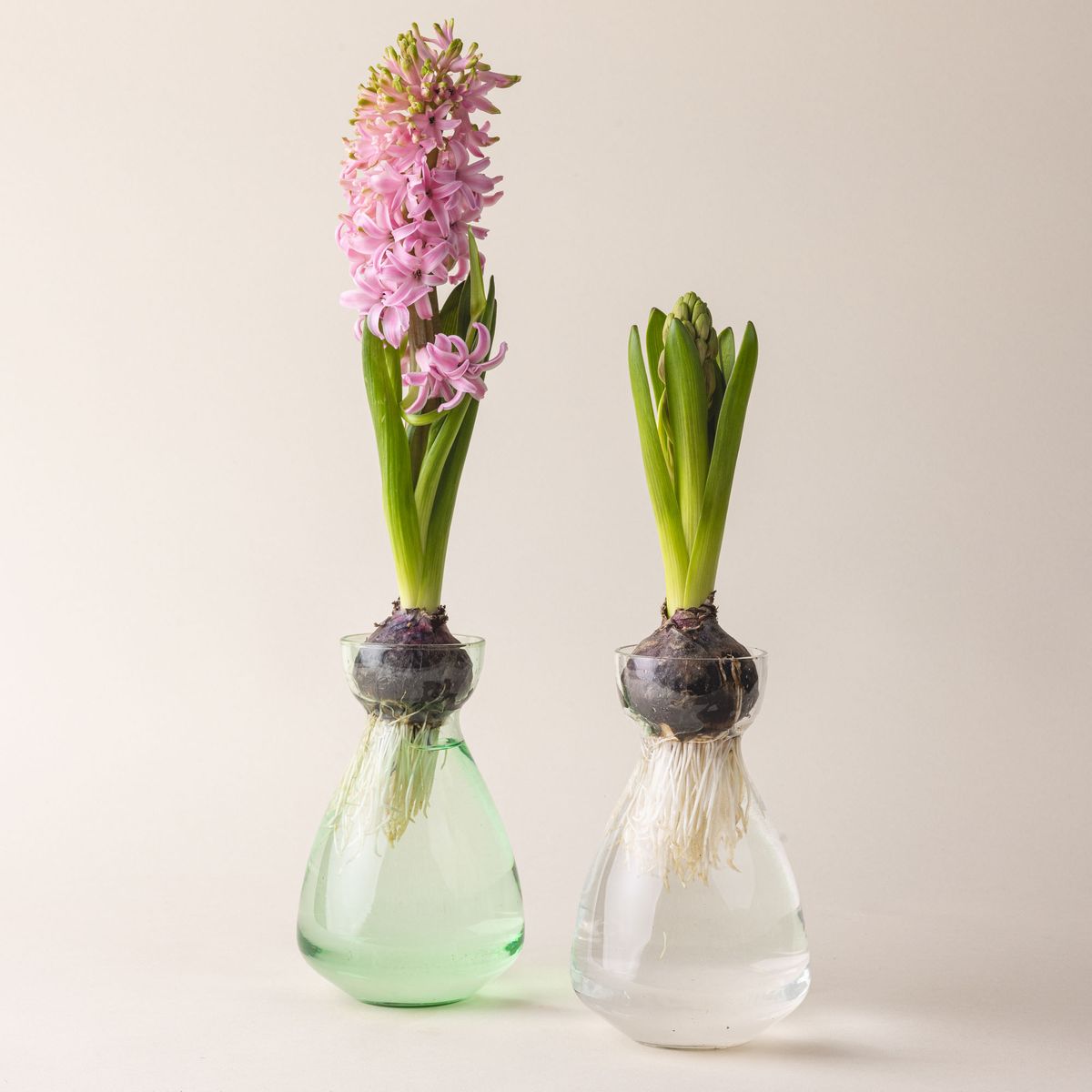 A green and clear simple sculptural glass bulb vases with a flower bulbs sitting on top.