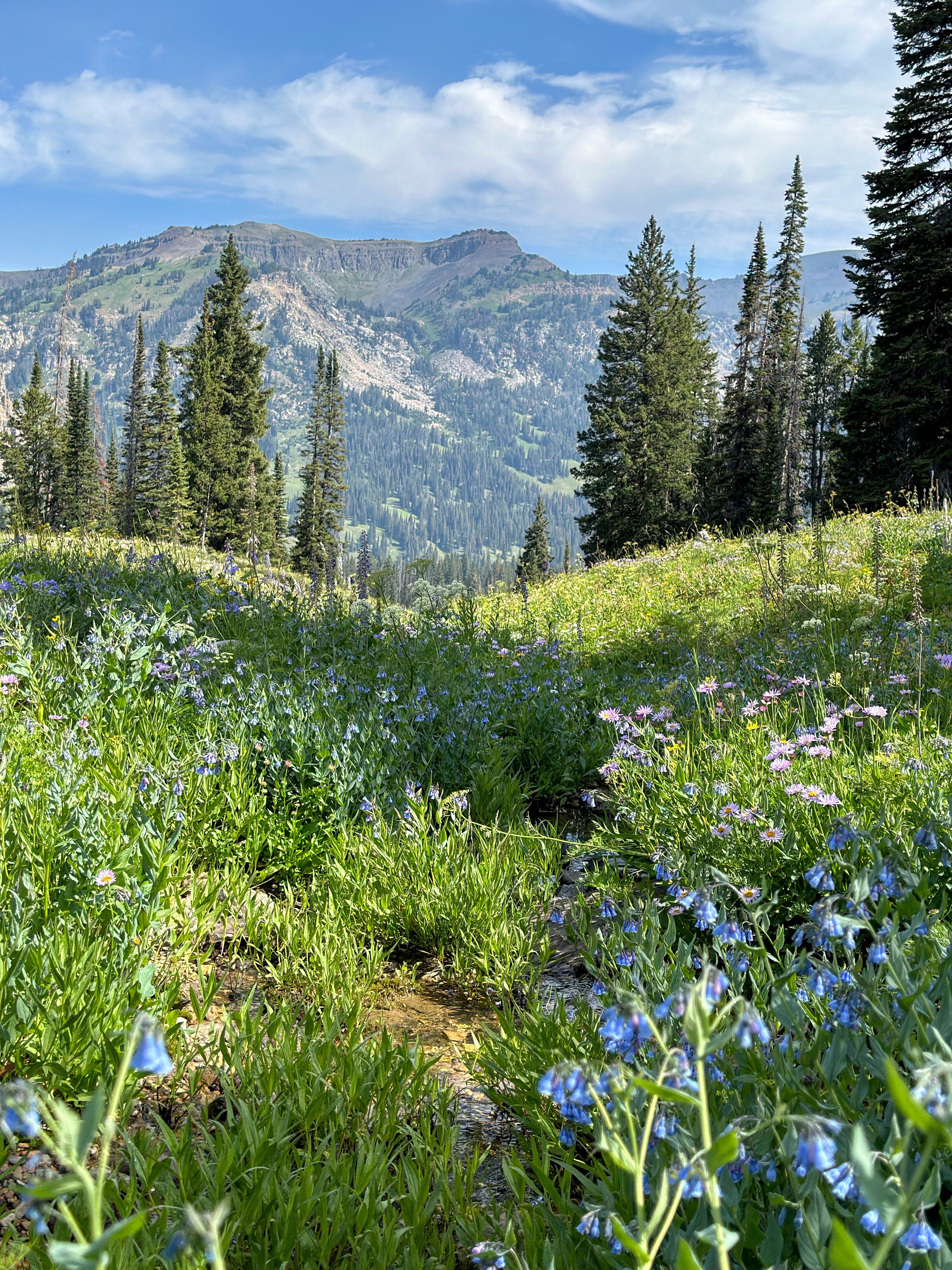 Field of Fragrant Larkspur (Credit: Kylie)