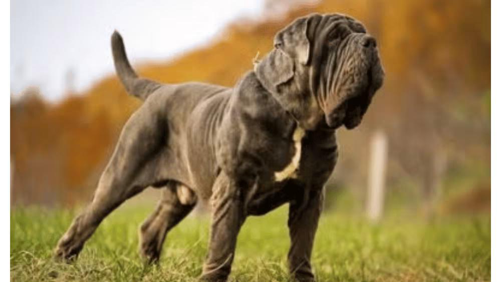 Neapolitan Mastiff