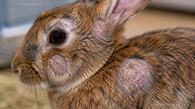 Ringworm in Rabbits: Causes, Symptoms, Treatment, and Essential Care Guide