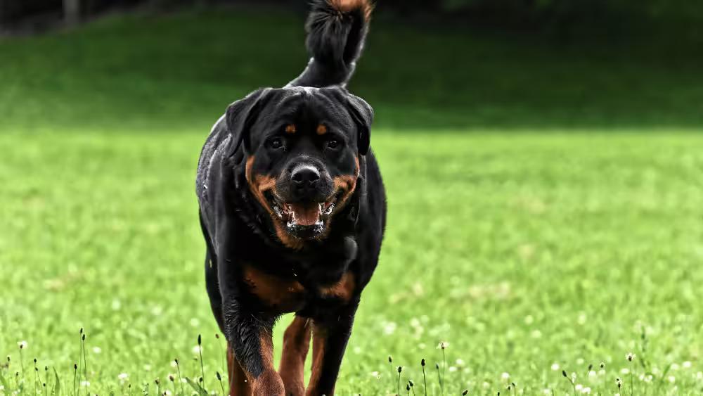 20 Most Scary Dog Breeds (And Why Looks Can Be Misleading)