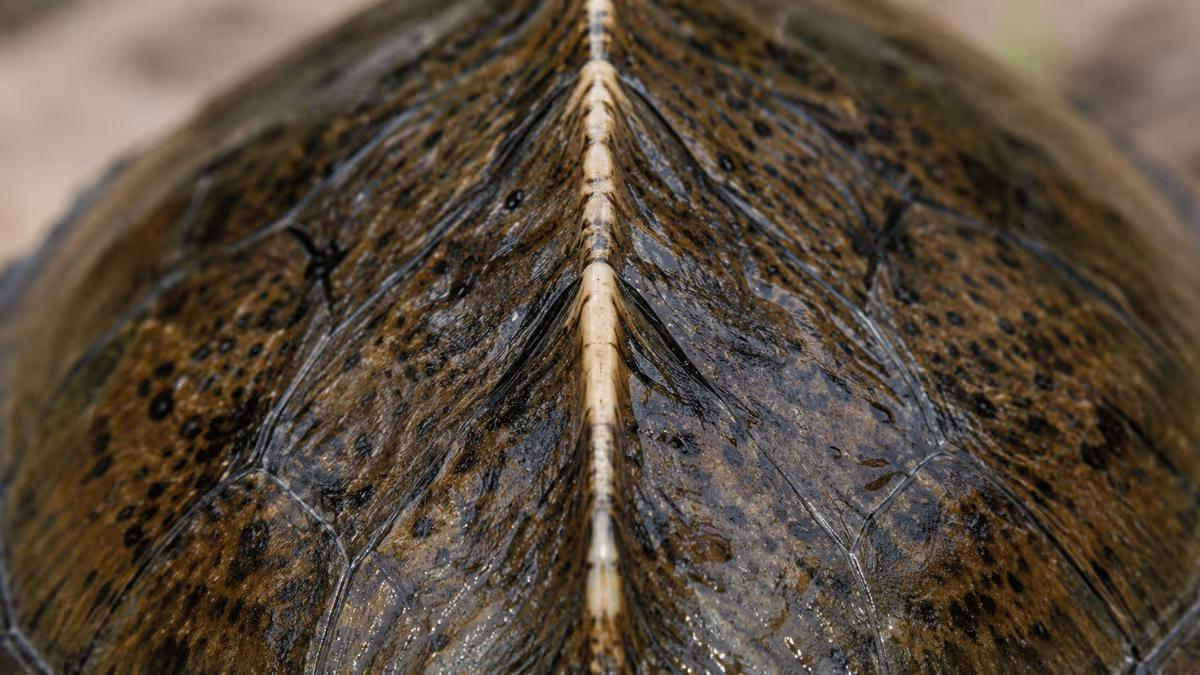 Extreme macro close-up of a razor-backed musk turtle shell showing the raised central keel ridge that gives the species its name