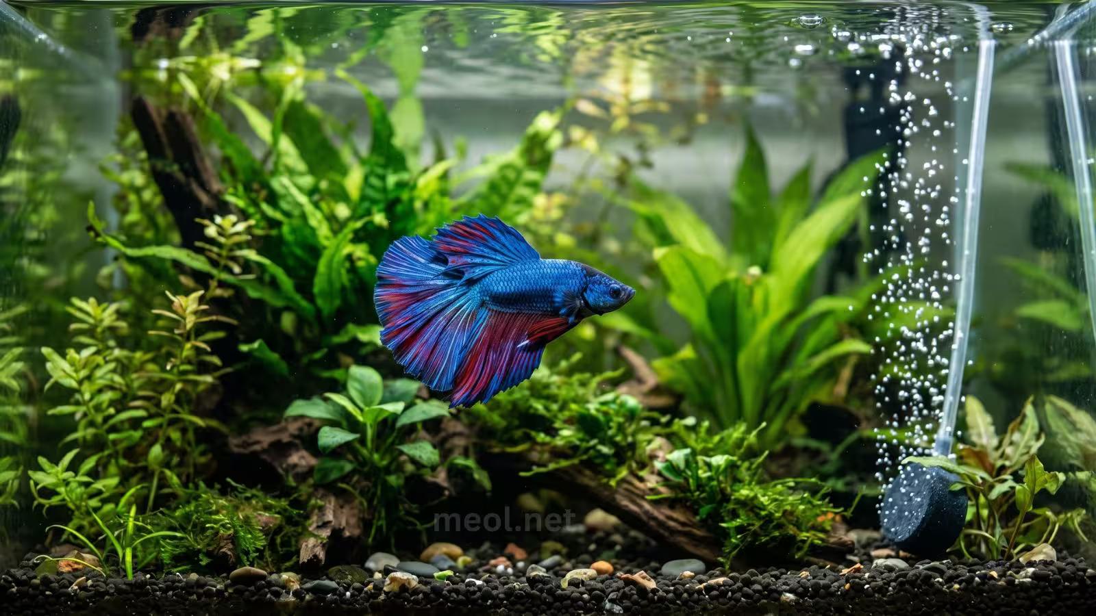 Do Betta Fish Like Bubblers? The Complete Guide to Safe Aeration