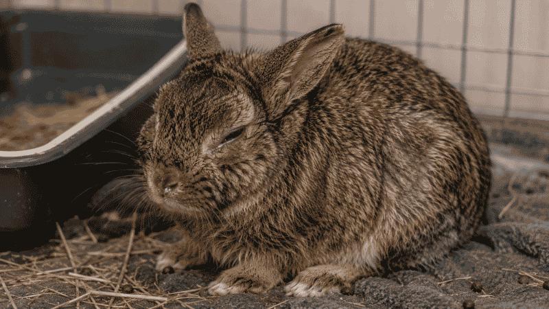 Sick Bunny: Complete Guide to Rabbit Illness Signs and Care