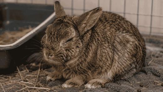 Sick Bunny: Complete Guide to Rabbit Illness Signs and Care