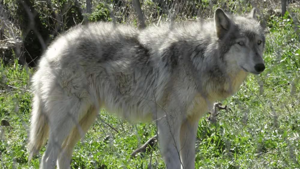 Wolfdog