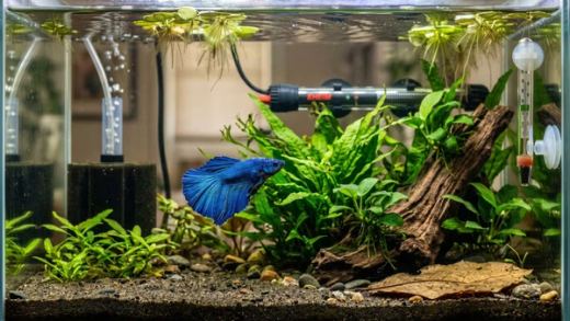 Best Betta Fish Tank Setup: The Complete Step-by-Step Guide